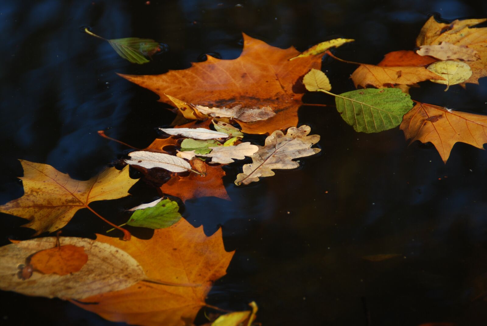 Nikon D60 sample photo. Autumn, leaves on water photography