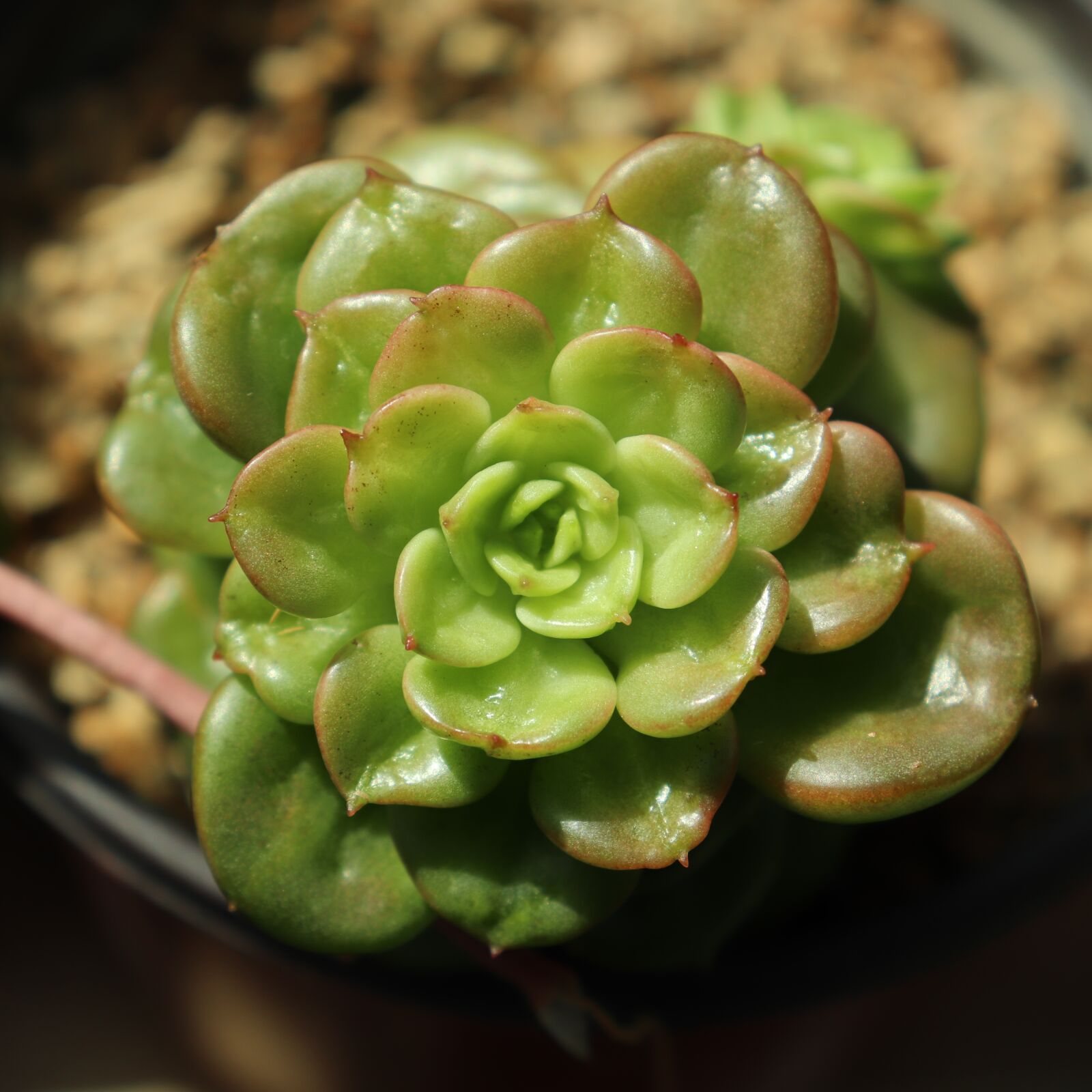 Canon EOS 800D (EOS Rebel T7i / EOS Kiss X9i) sample photo. Flower, flowers, plant photography
