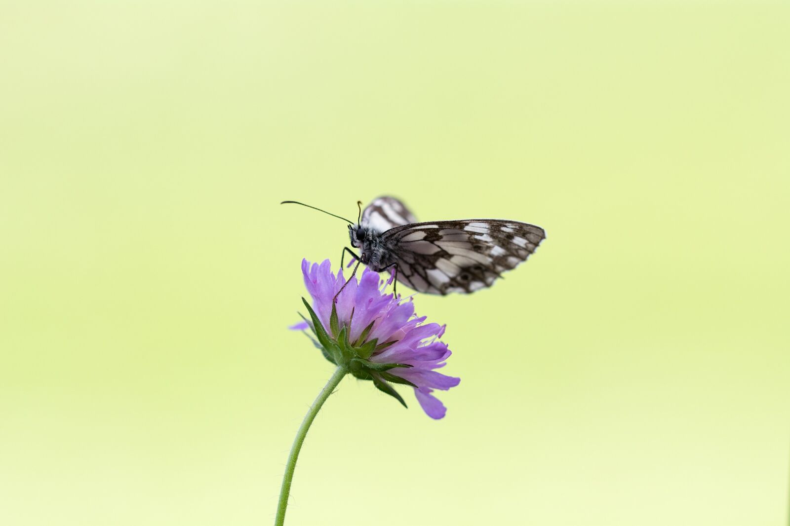 Nikon D7100 sample photo. Butterfly, chess board, women's photography