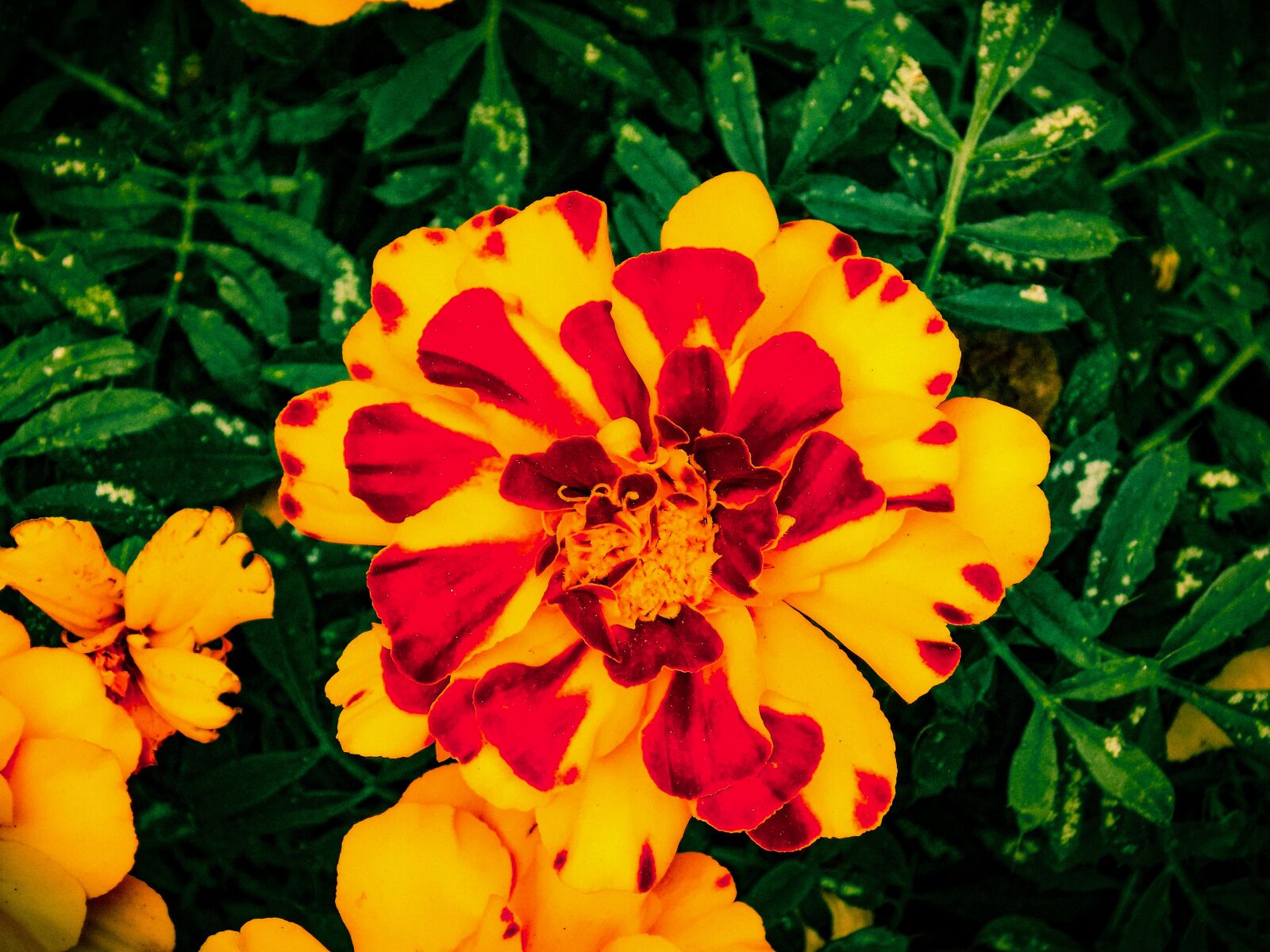 Nikon COOLPIX L340 sample photo. Beautiful, flowers, bloom, flowers photography