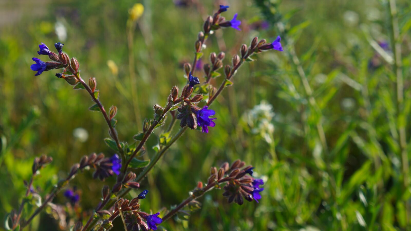 Sony Alpha a3000 + Sony E 18-55mm F3.5-5.6 OSS sample photo. Nature, plants, blue photography