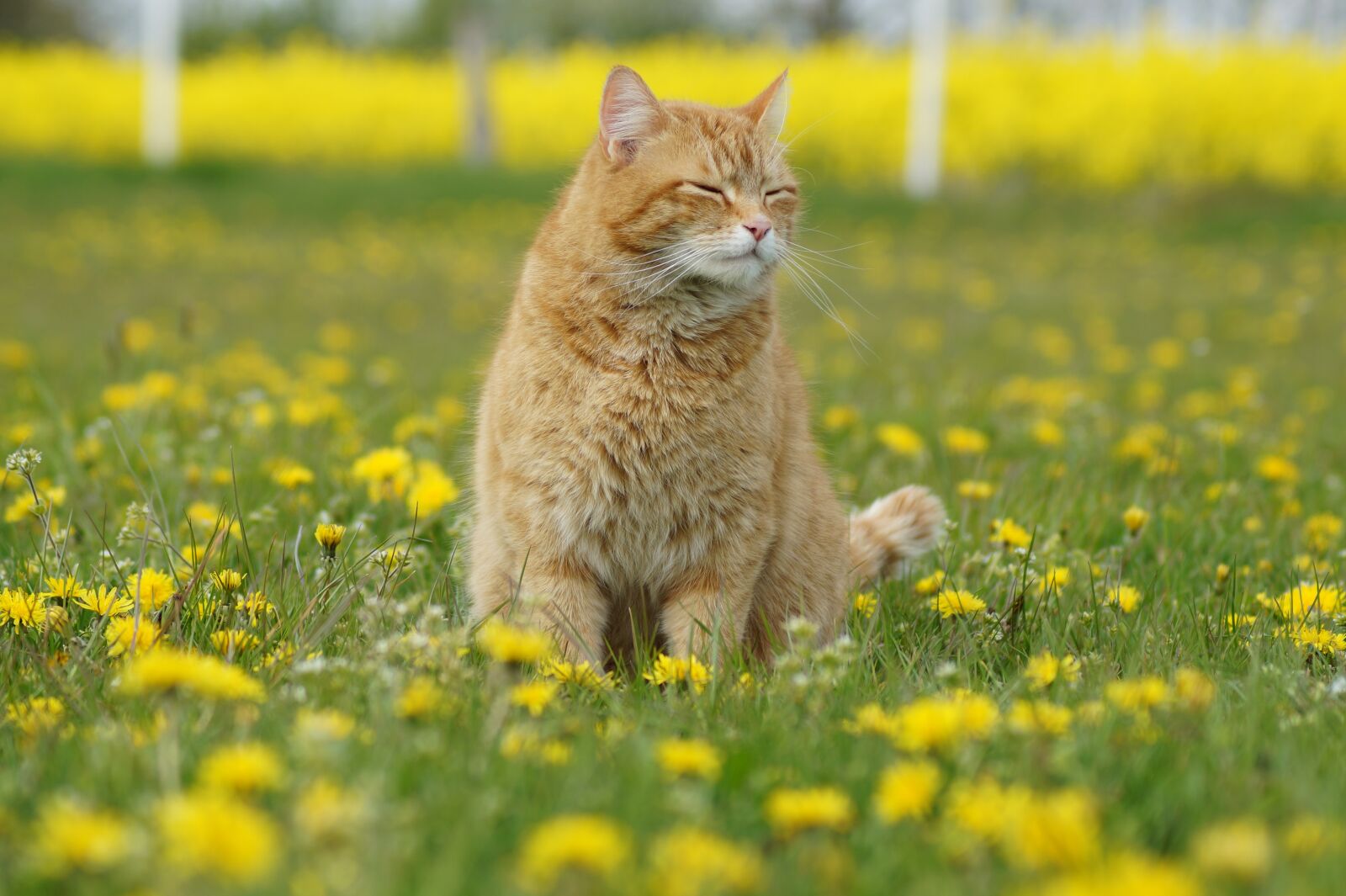 Sony SLT-A58 sample photo. Cat, red cat, tiger photography
