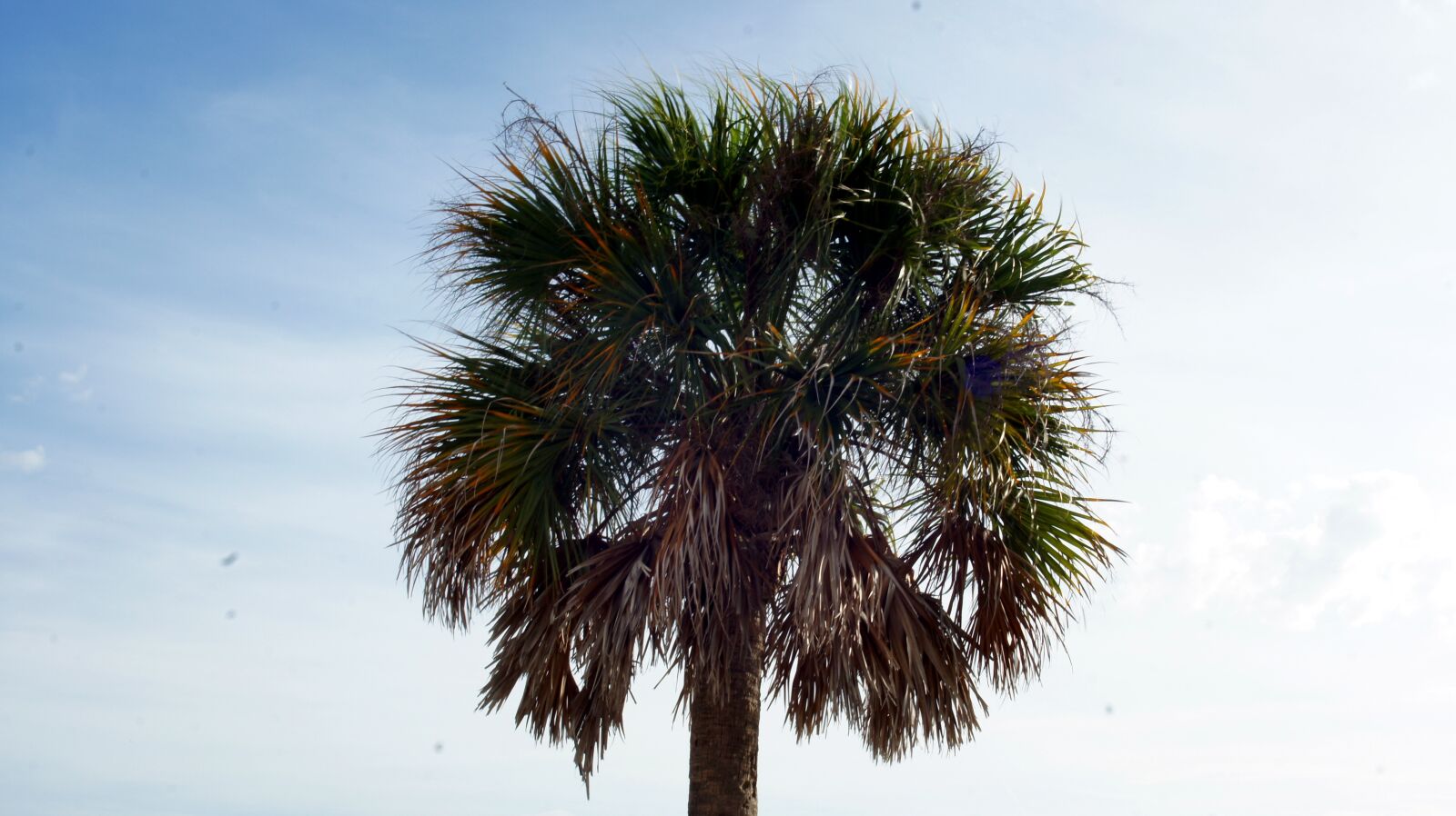 Sony SLT-A33 sample photo. Palm tree, florida, beach photography