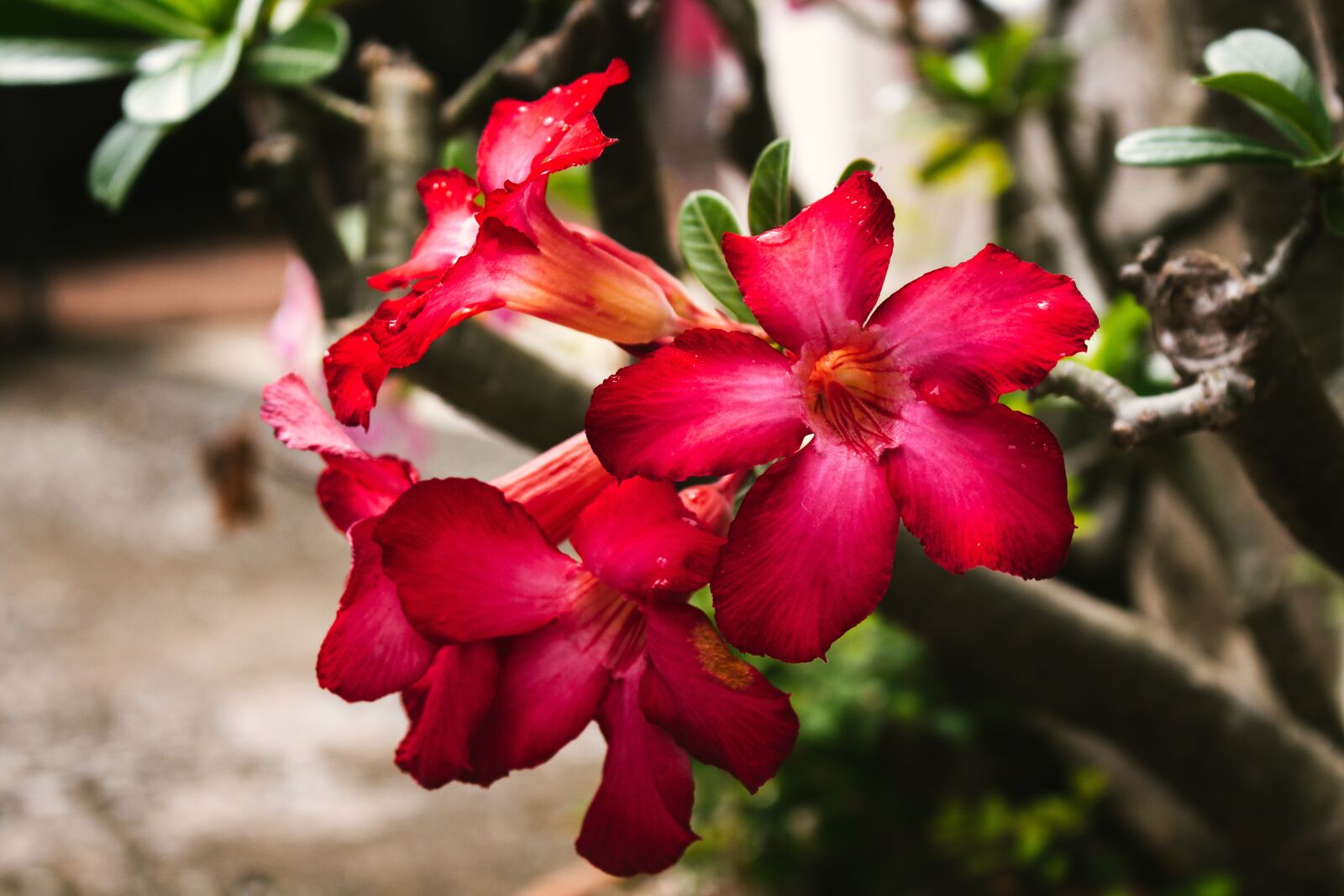 Canon EOS 700D (EOS Rebel T5i / EOS Kiss X7i) sample photo. Invited to visit, plant photography