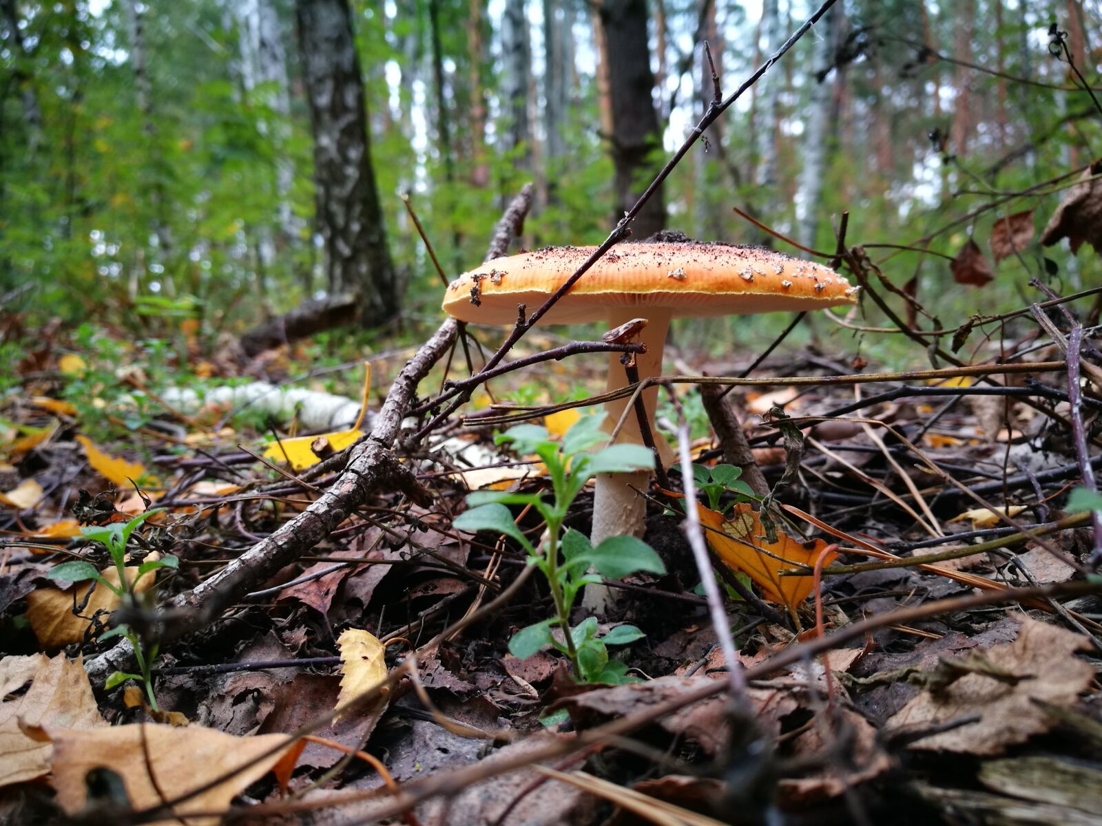 HUAWEI P9 sample photo. Mushroom, nature, autumn photography