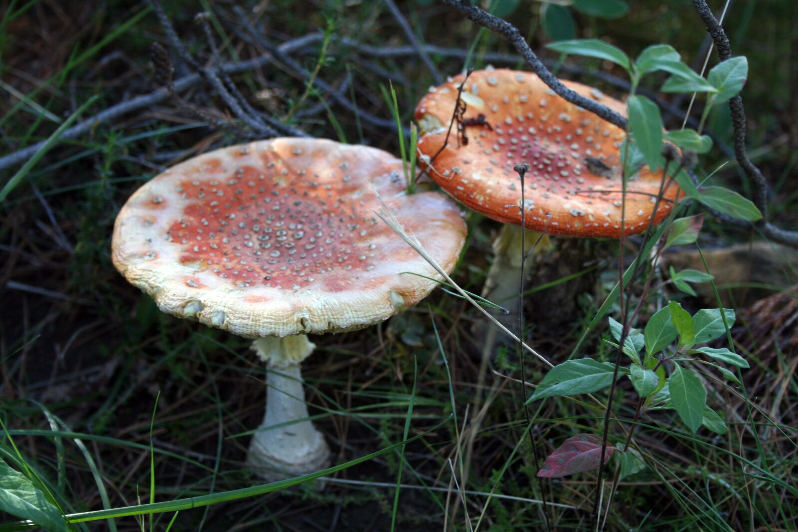 Canon EOS 400D (EOS Digital Rebel XTi / EOS Kiss Digital X) sample photo. Mushrooms, red, spotted photography