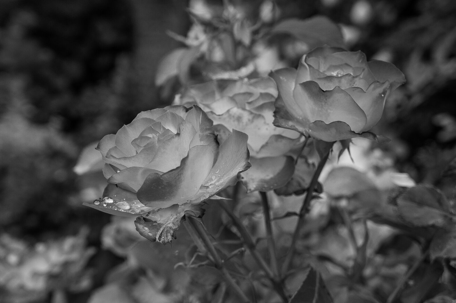 Sony Alpha NEX-3 + Sony E 18-55mm F3.5-5.6 OSS sample photo. Pink, garden, rain photography