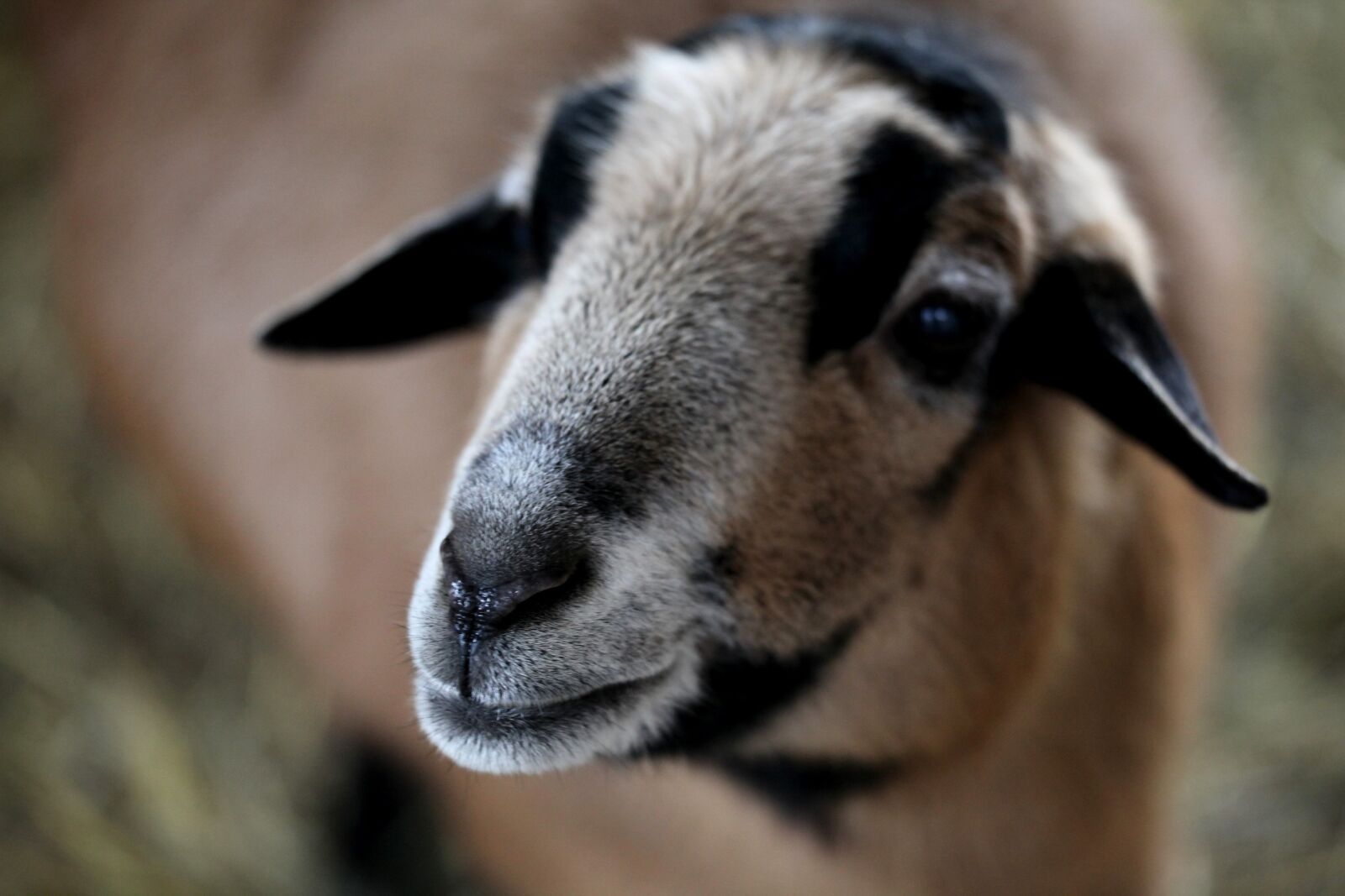 Canon EOS 5D Mark II sample photo. Sheep, animal, animals photography