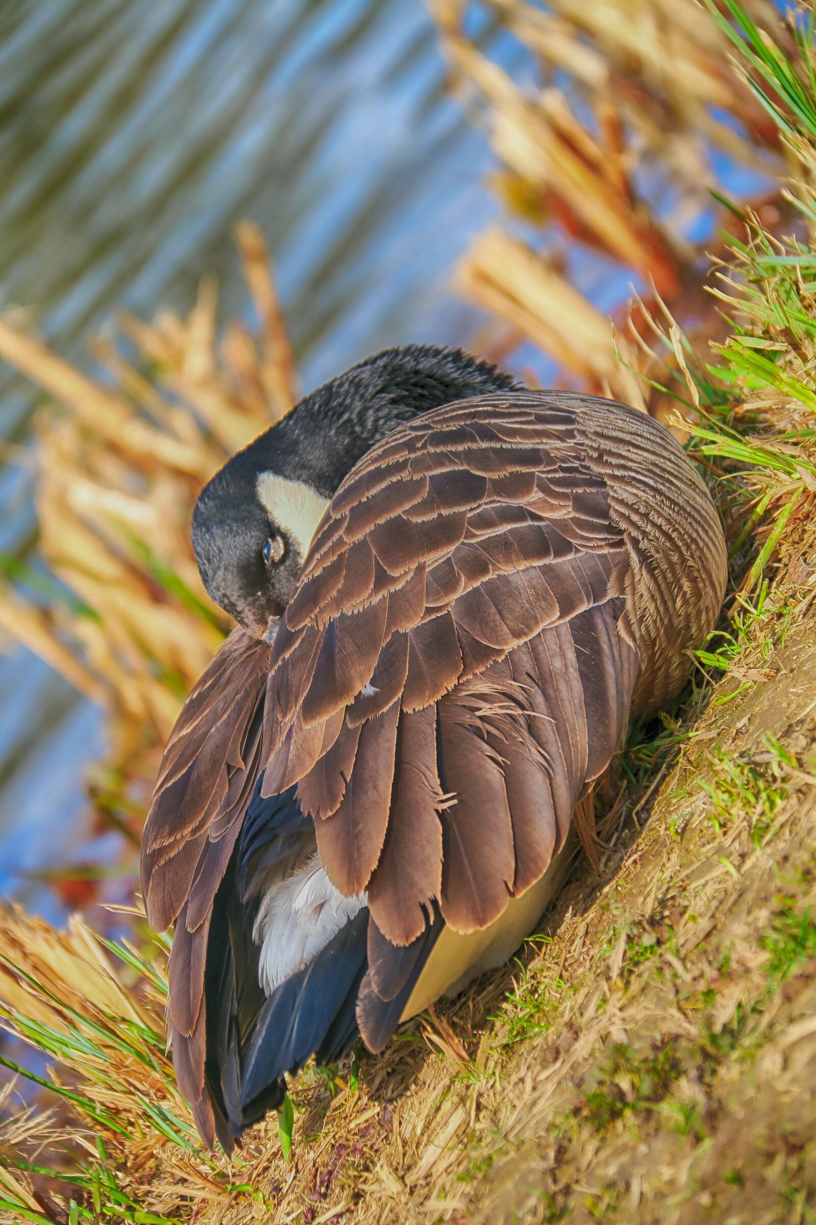 Canon EOS 70D + Canon EF-S 18-200mm F3.5-5.6 IS sample photo. Goose, rest, nap photography