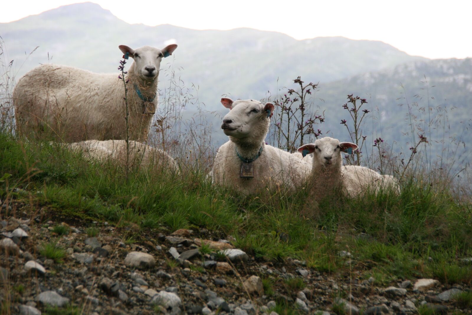 Canon EOS 30D sample photo. Sheep, mountain, summer photography