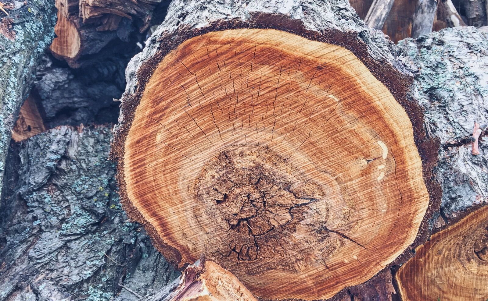Apple iPhone 6 sample photo. Tree, invoice, firewood photography