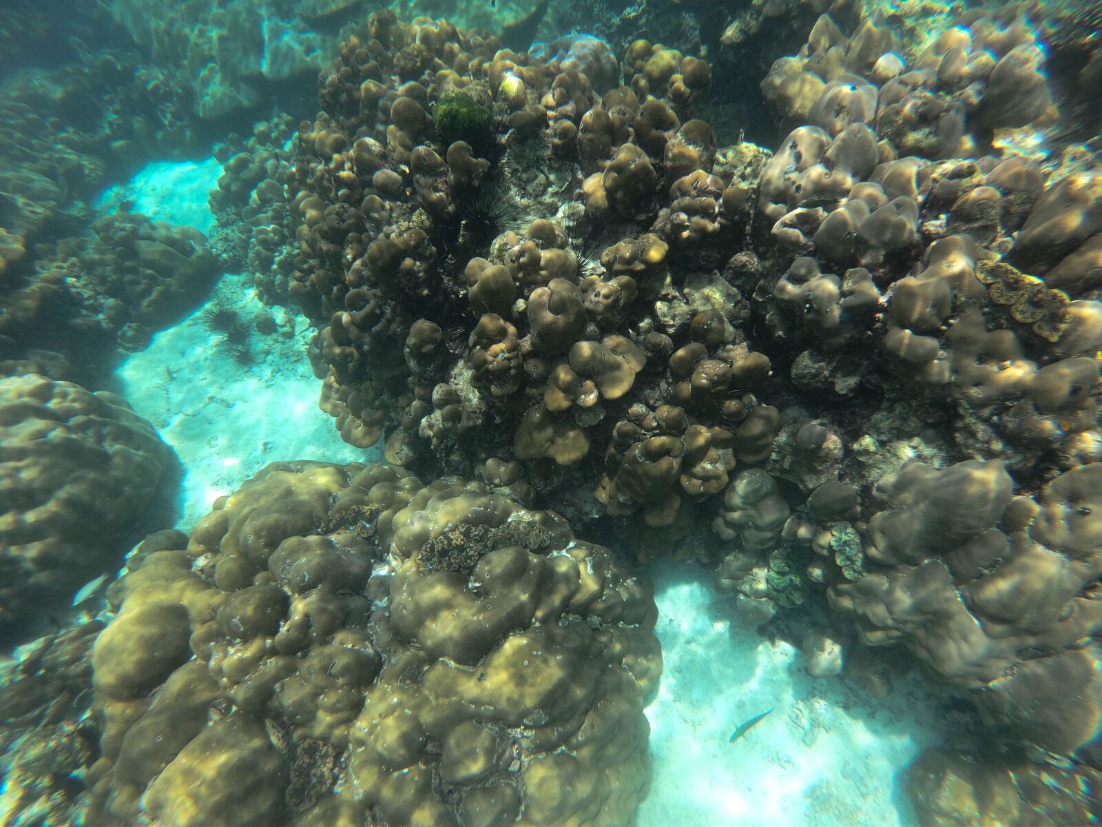 GoPro Hero7 Black sample photo. Ocean, coral reef, underwater photography