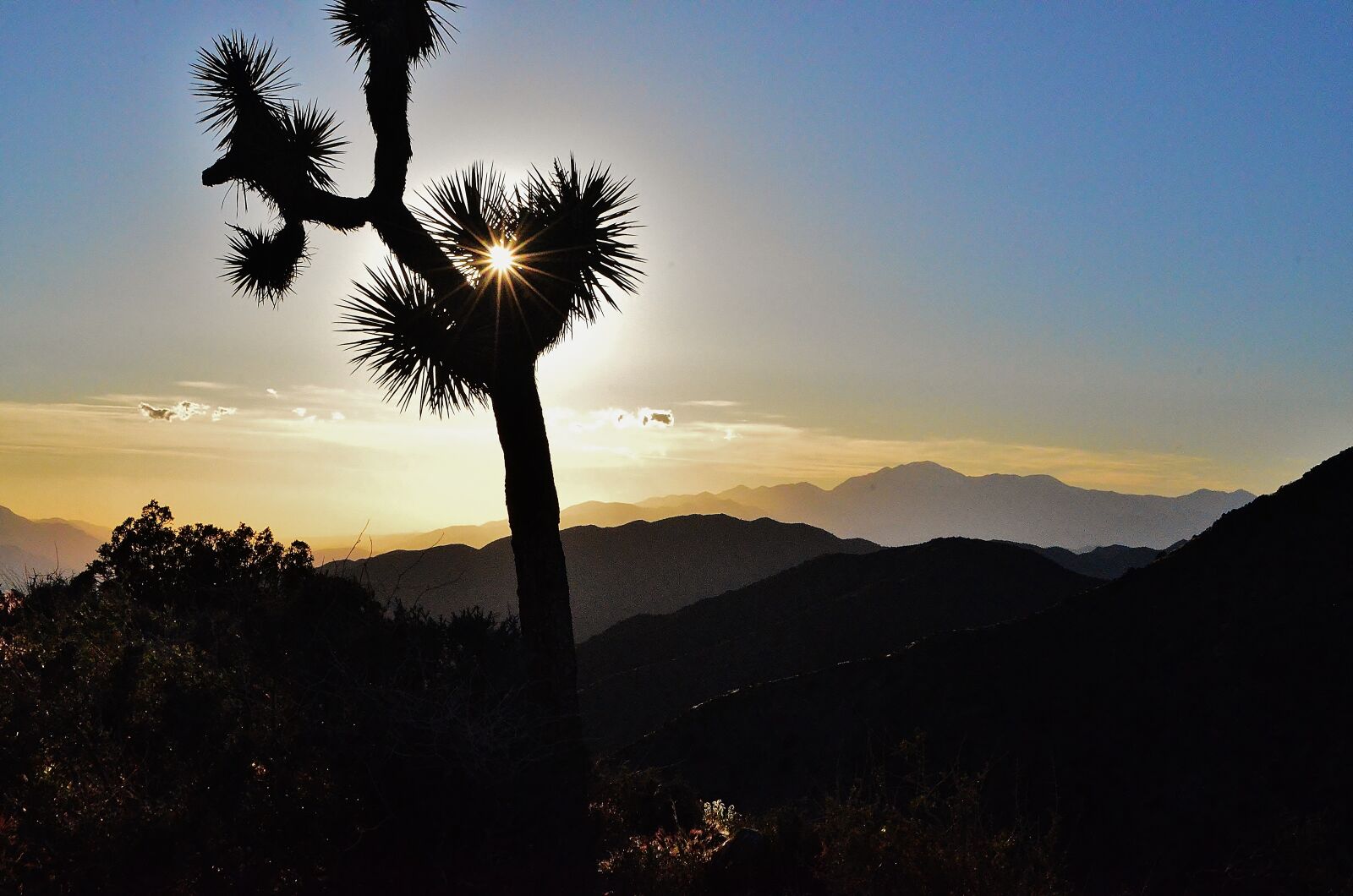 Nikon D5100 sample photo. Joshua tree, joshua tree photography