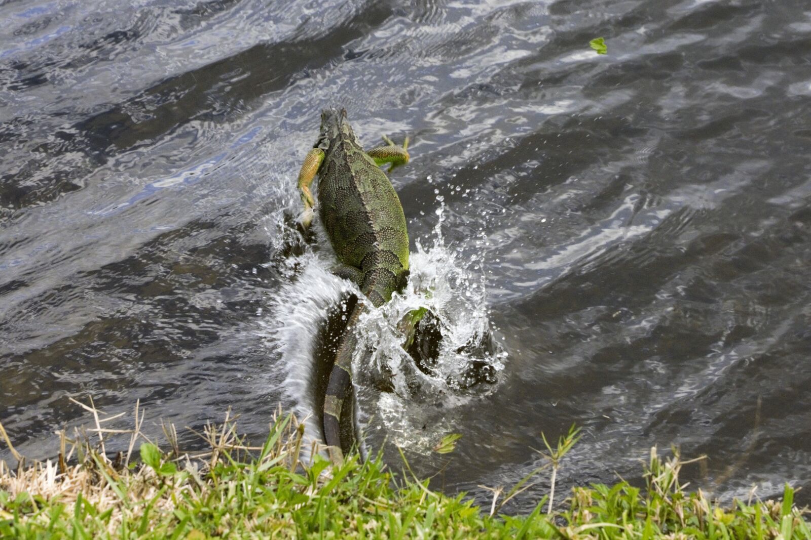 Nikon D7100 sample photo. Iguana, jumping, splashes photography