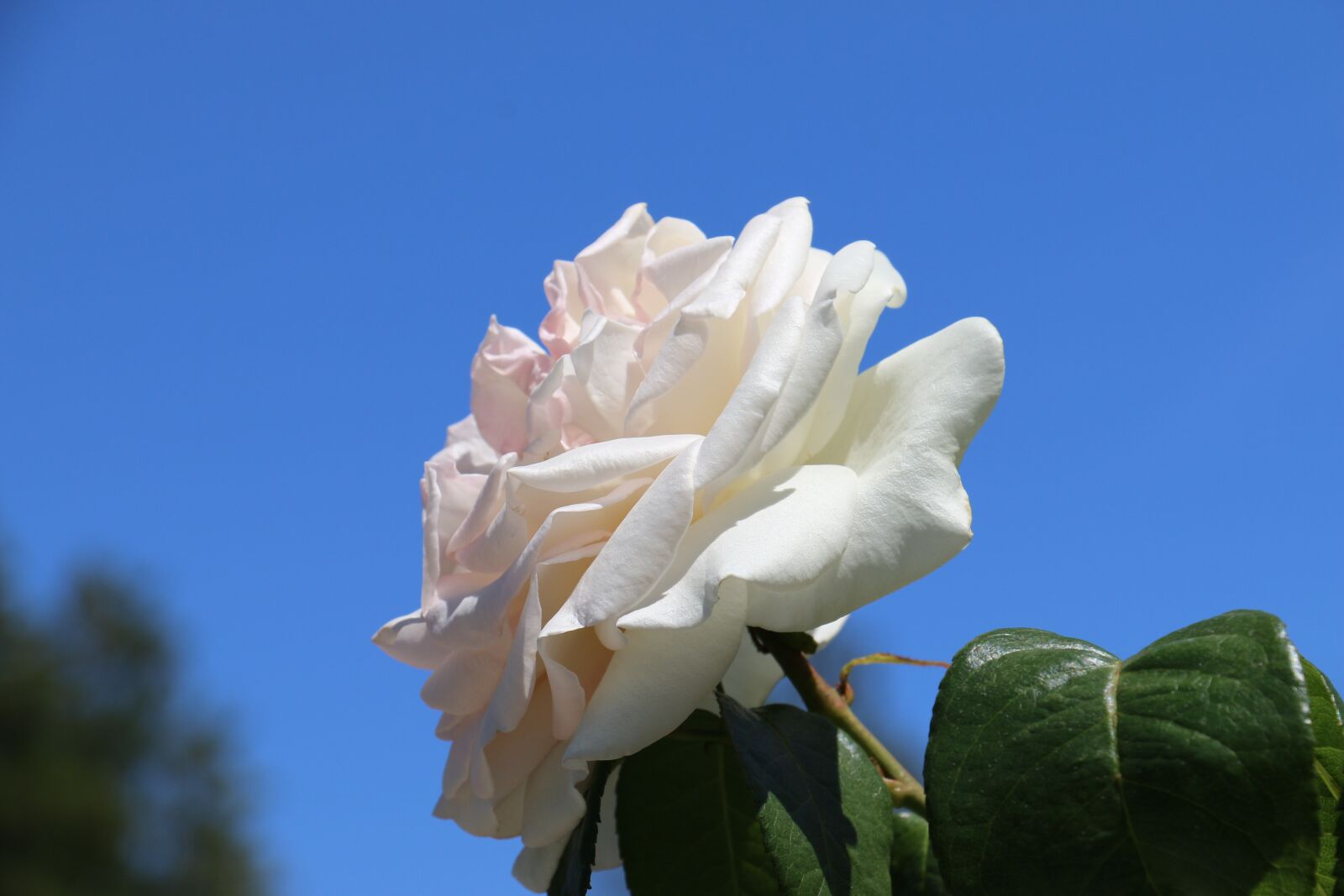 Canon EOS 70D sample photo. Rose, flower, sky photography