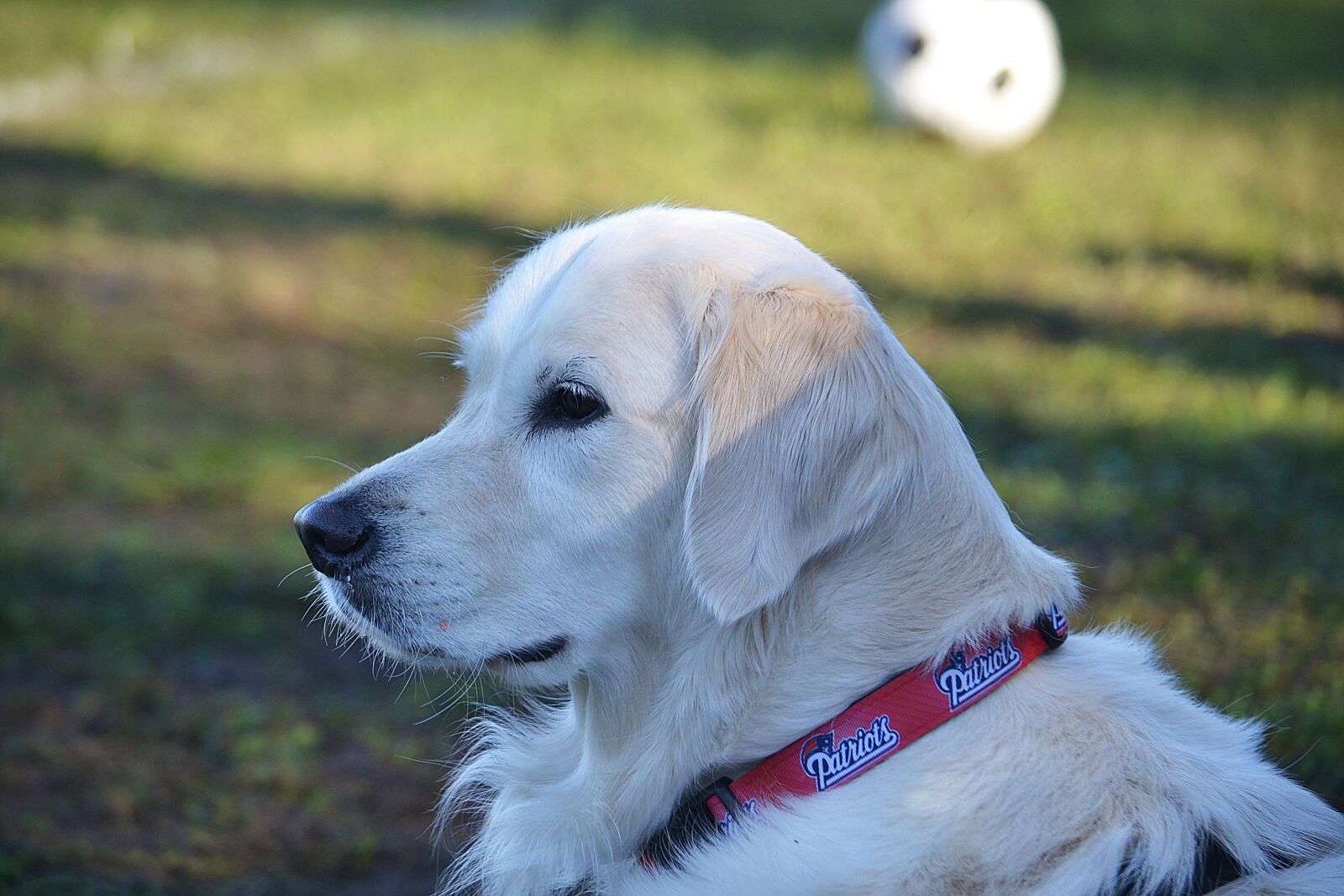 Nikon D3100 sample photo. Dog, golden retriever, pet photography