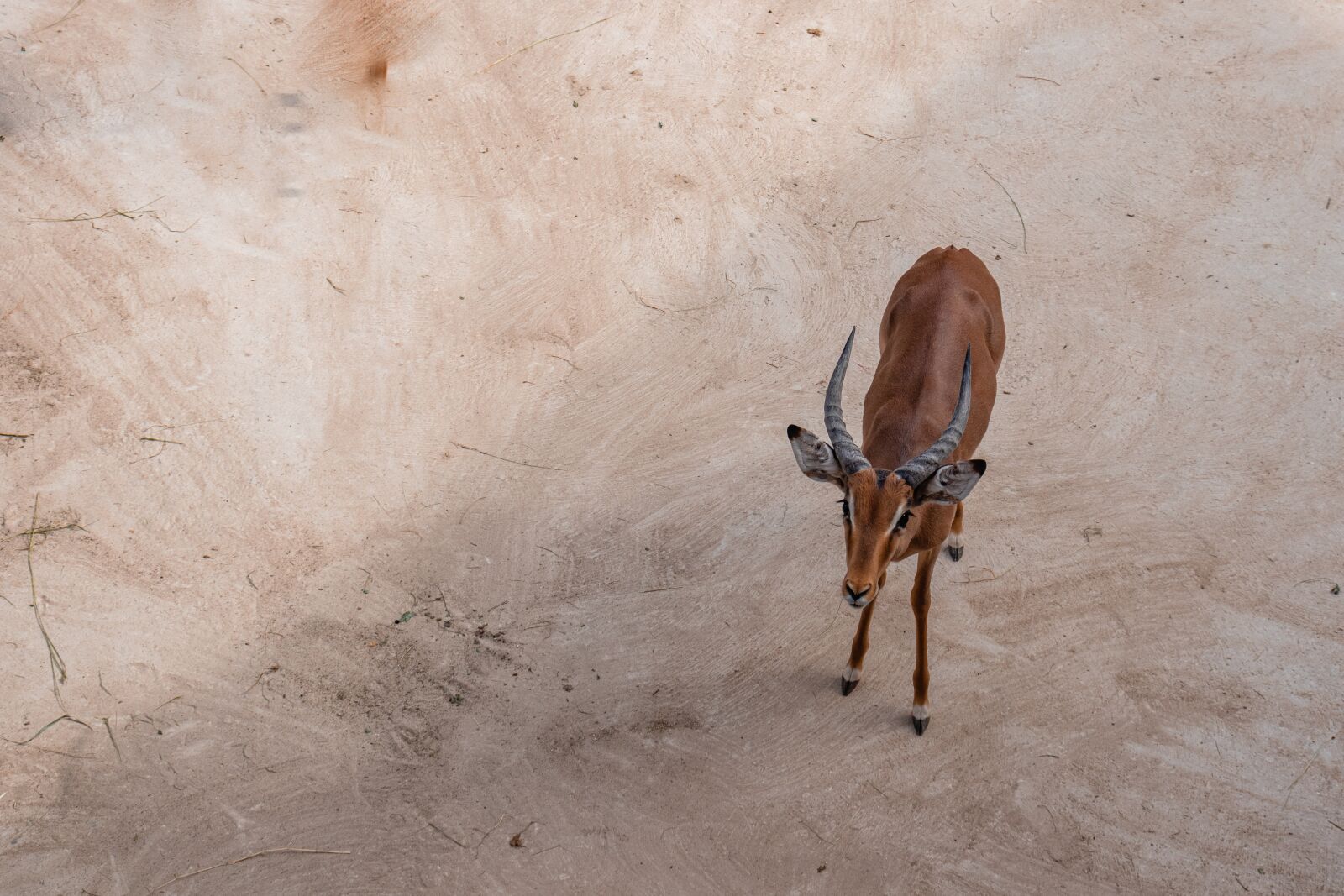 Canon EOS 77D (EOS 9000D / EOS 770D) sample photo. Animal, animals, nature photography