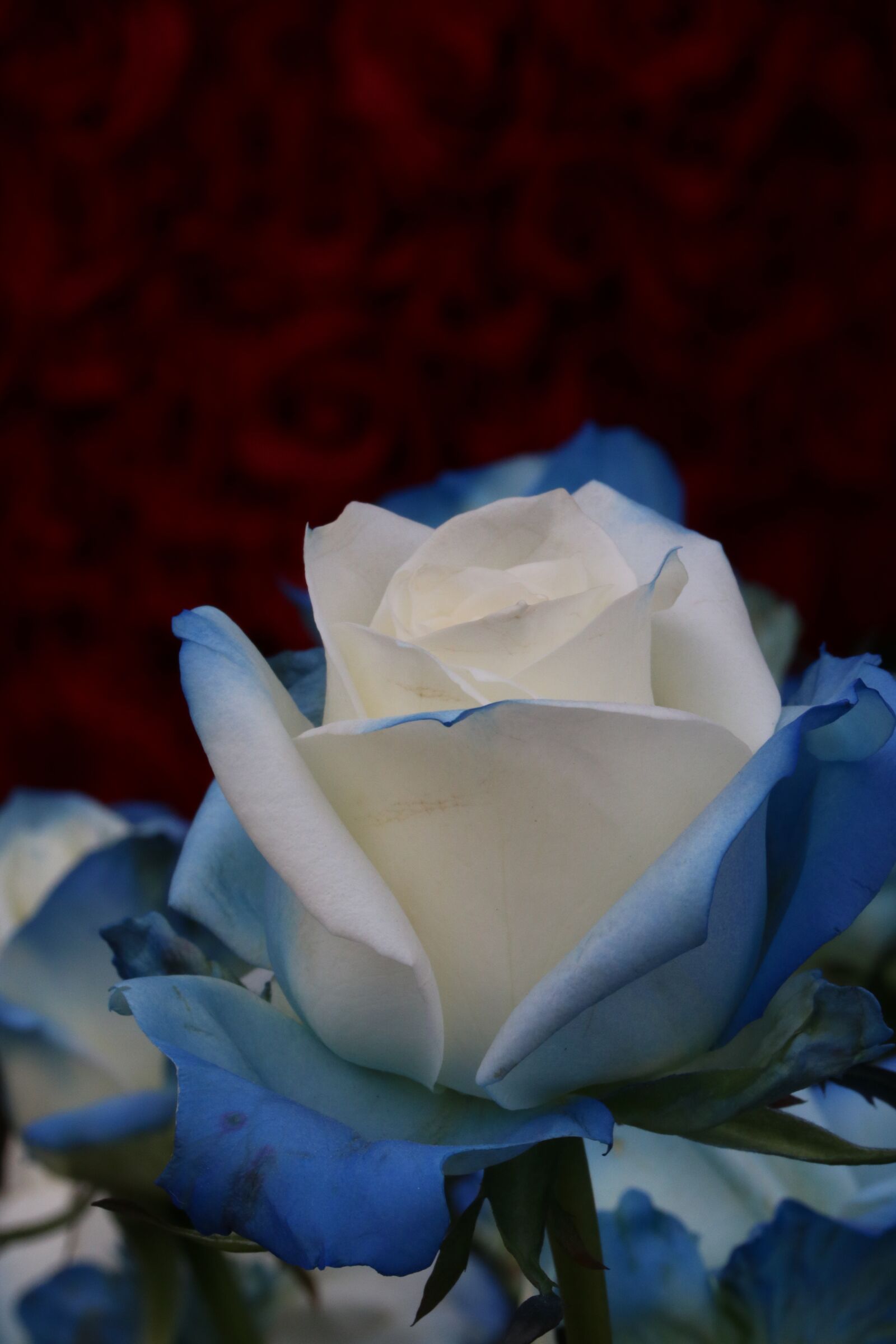 Canon EOS 750D (EOS Rebel T6i / EOS Kiss X8i) sample photo. Rose, rose festival, park photography