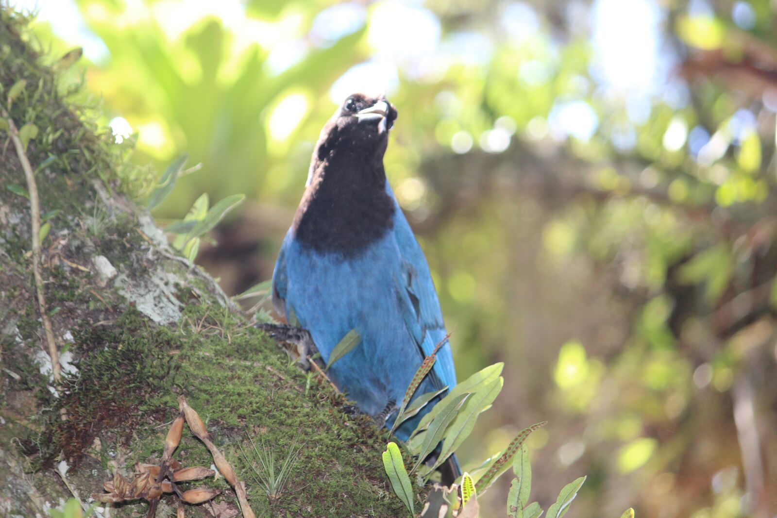 Canon EOS 1300D (EOS Rebel T6 / EOS Kiss X80) sample photo. Blue jay, birds, nature photography