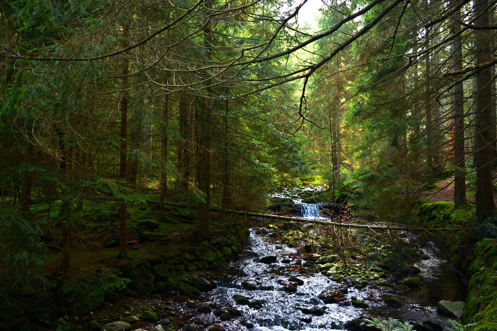 Nikon D5200 sample photo. Forest, river, nature photography