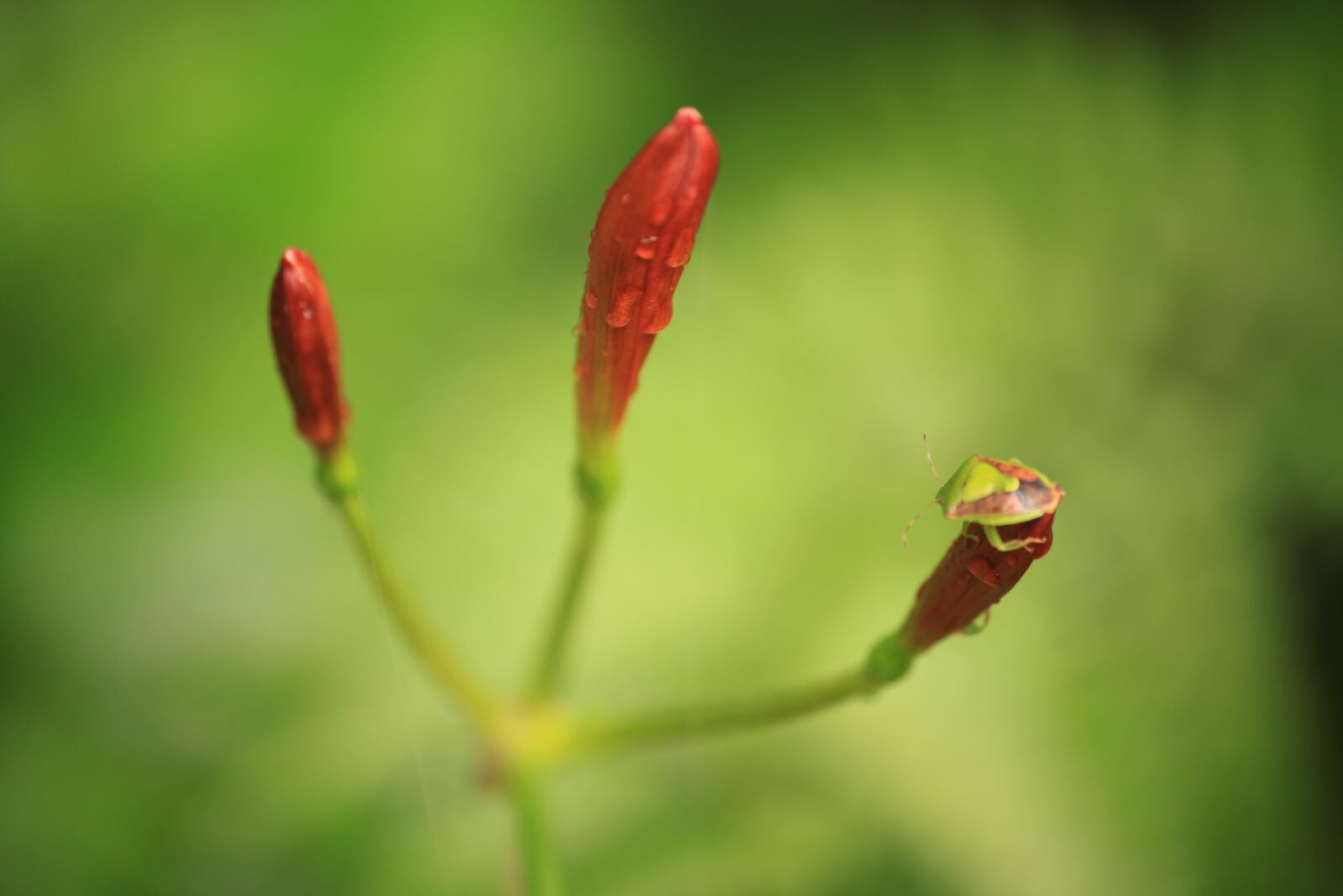 Canon EOS 5D Mark II sample photo. Bug, stink bugs, insect photography