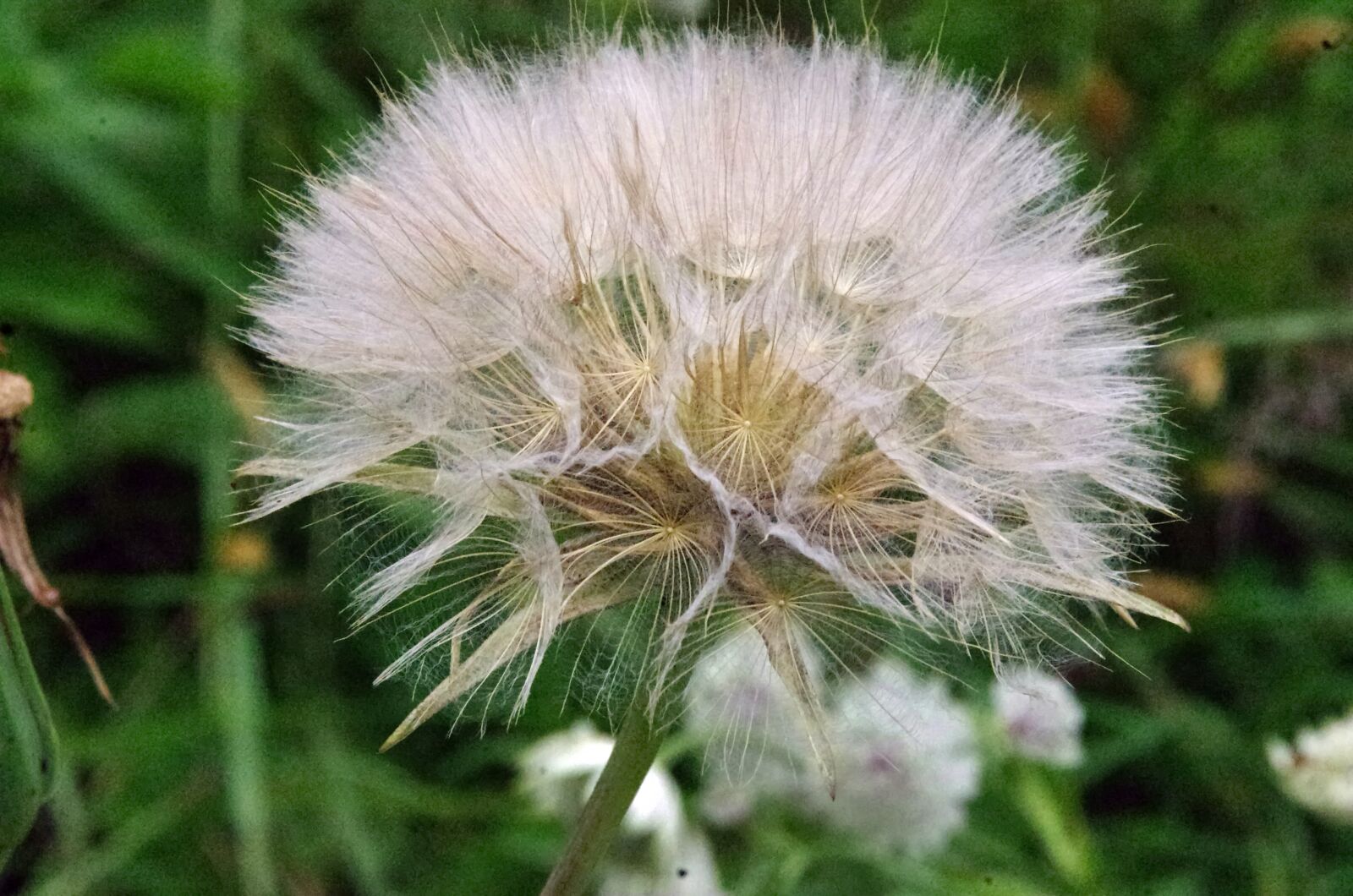 Pentax K-5 sample photo. Dandelion, head, seeds photography