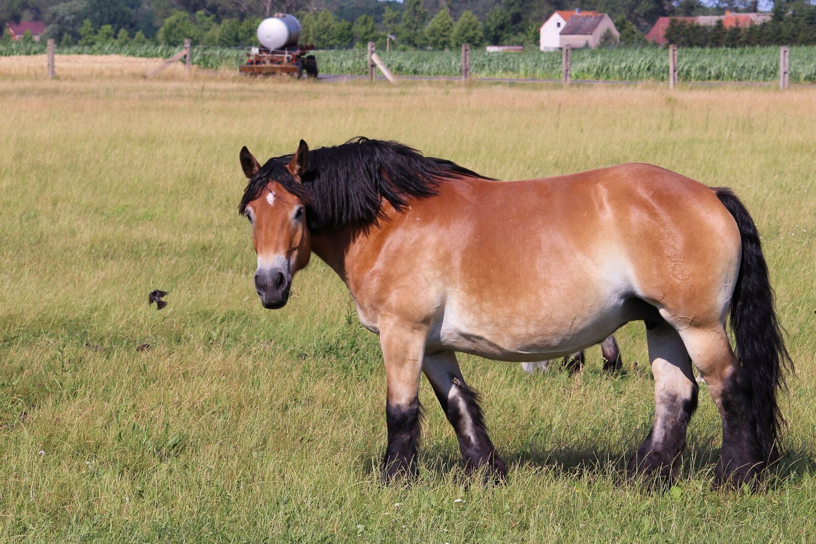 Canon EF-S 55-250mm F4-5.6 IS II sample photo. Cold blooded animals, horse photography