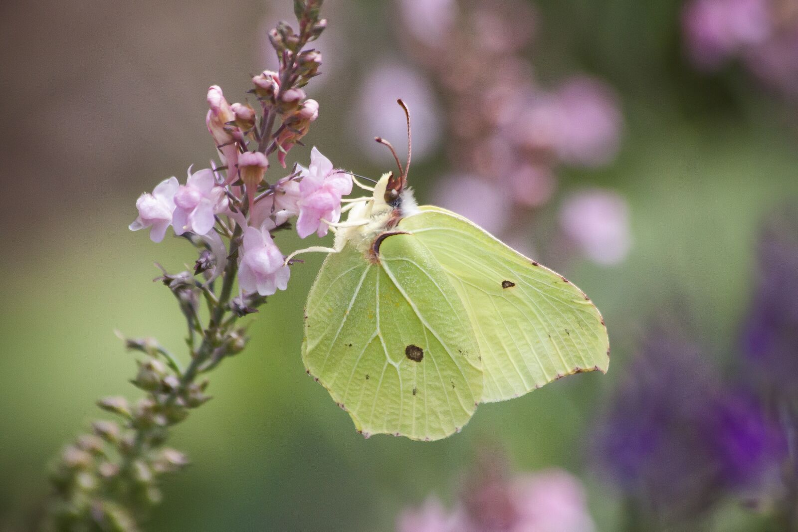 Canon EOS 50D sample photo. Gonepteryx rhamni, butterfly, nectar photography
