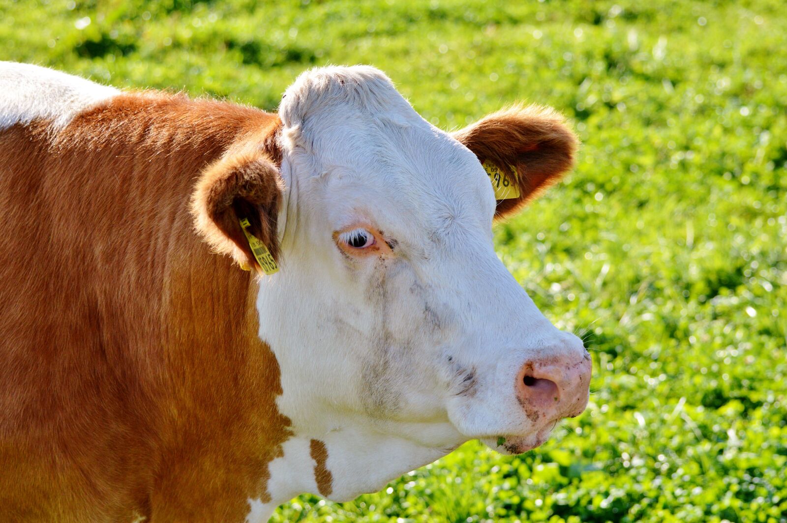 Nikon D3200 sample photo. Cow, beef, ruminant photography