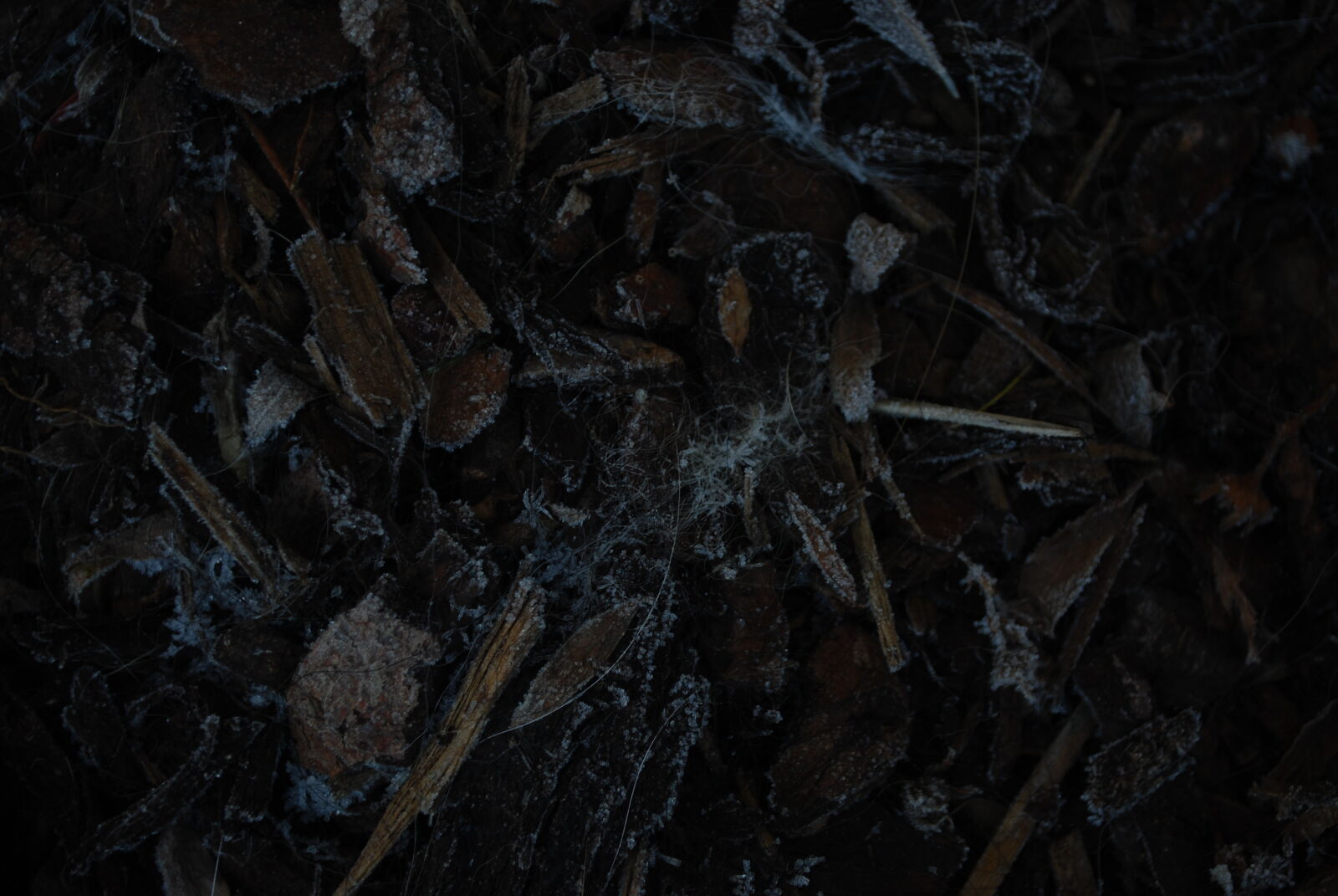 Nikon D60 sample photo. Brown, cold, dark, dirt photography