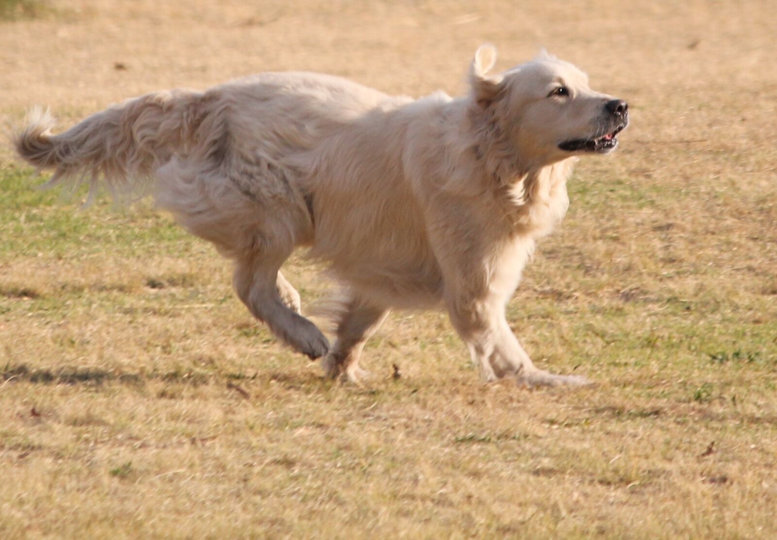 Canon EOS 1100D (EOS Rebel T3 / EOS Kiss X50) sample photo. Dog, golden retriever, run photography