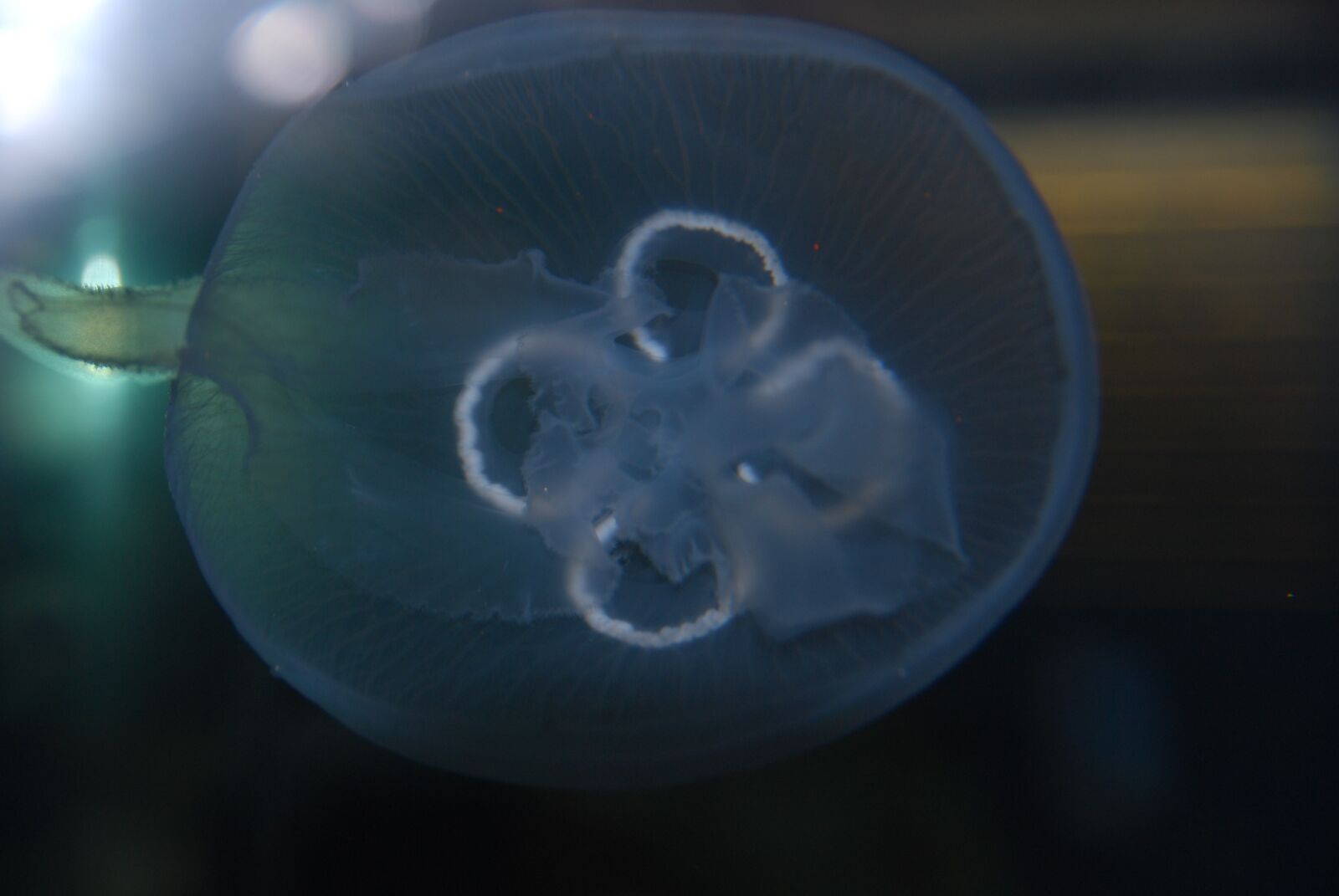 Nikon D60 sample photo. Jellyfish, sea, ocean photography