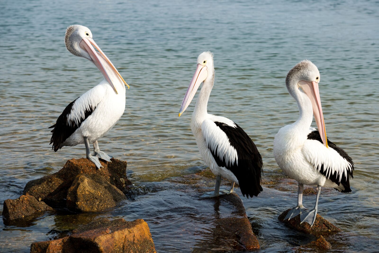 Nikon Df sample photo. Pelicans, birds, wildlife photography