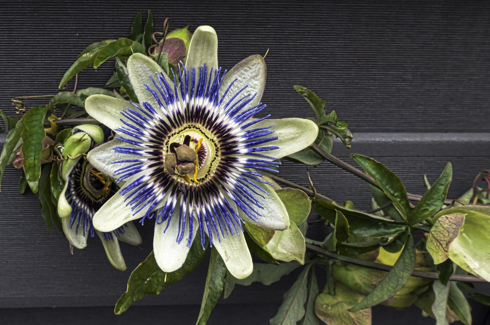 Panasonic Lumix DMC-FZ1000 sample photo. Passion flower, blossom, bloom photography