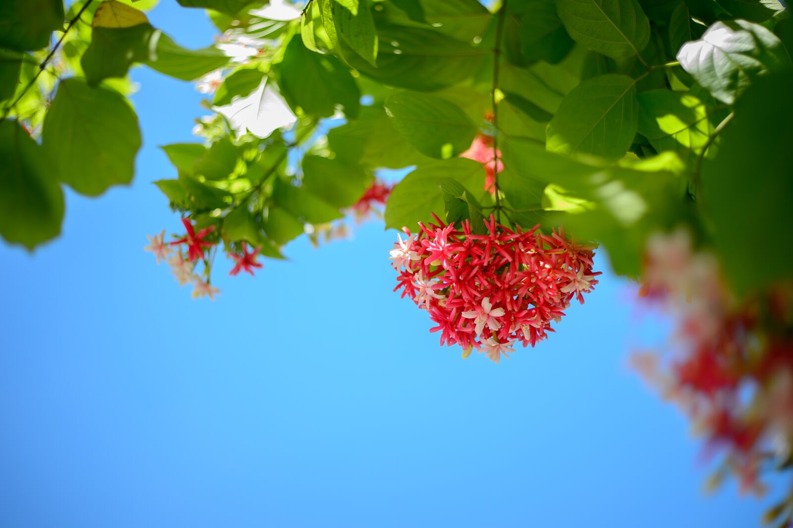 Nikon Df sample photo. Red flowers, summer, red photography