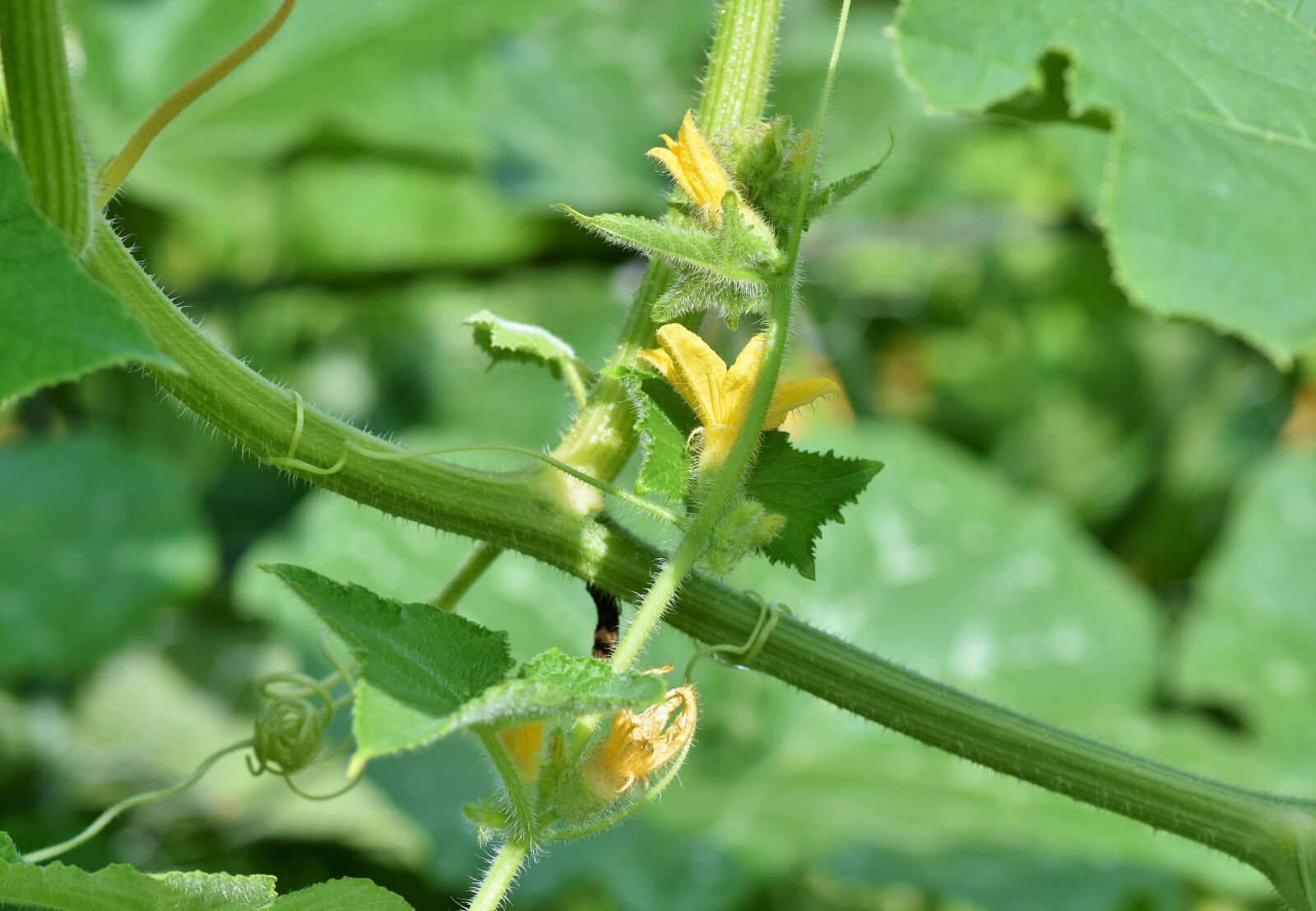 Nikon D7200 sample photo. Tomato plant, tomato flower photography