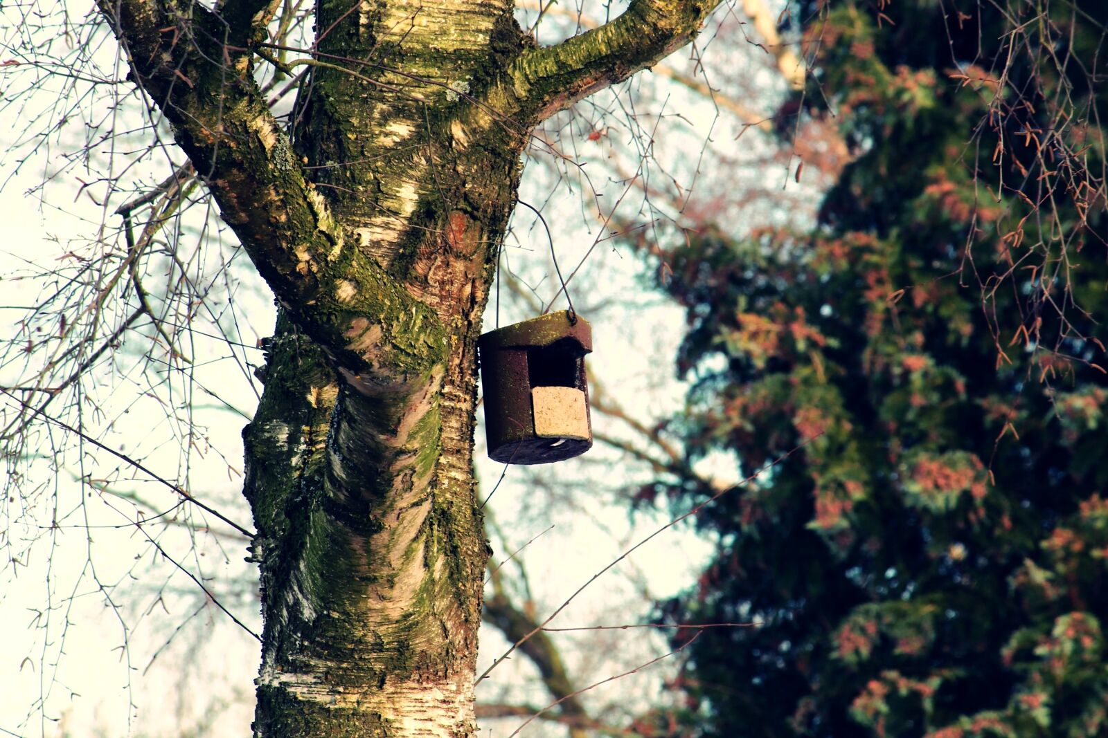 Canon EOS 1200D (EOS Rebel T5 / EOS Kiss X70 / EOS Hi) sample photo. Bird feeder, tree, aviary photography