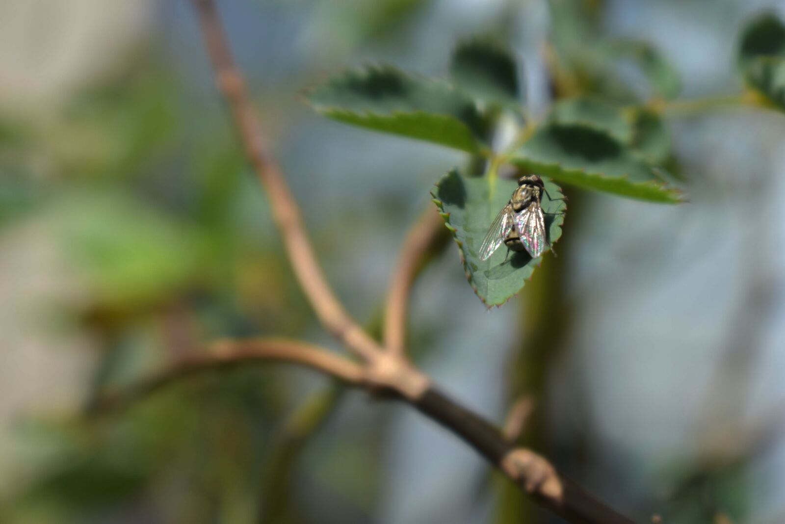 Nikon D3500 sample photo. Fly, sitting, plant photography