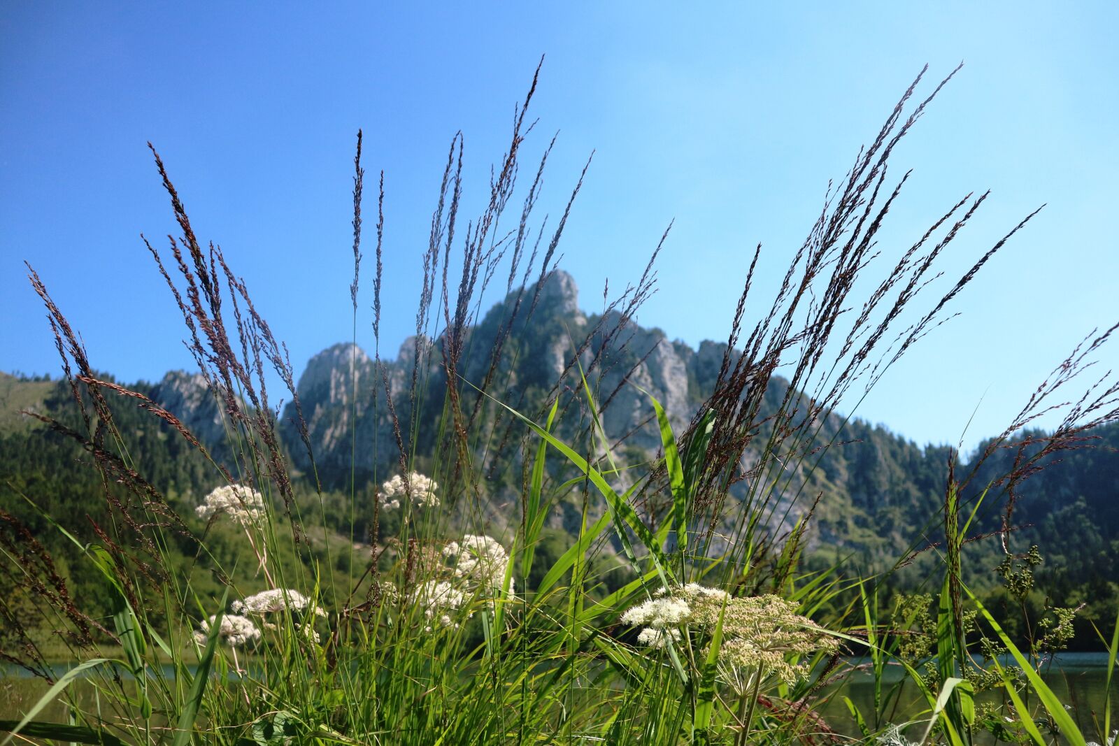Canon EOS M10 sample photo. Laudachsee, plumes, vegetation photography