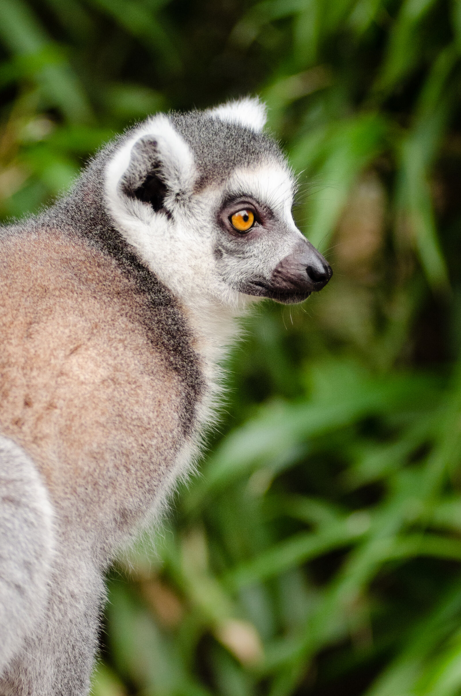 AF Zoom-Nikkor 80-200mm f/2.8 ED sample photo. Grey, and, black, fur photography