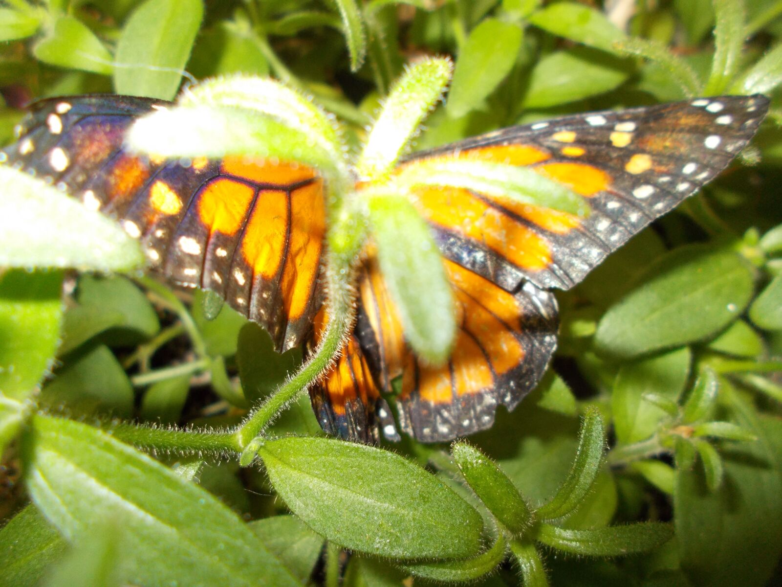 Nikon Coolpix L31 sample photo. Monarch, butterfly, colorful photography