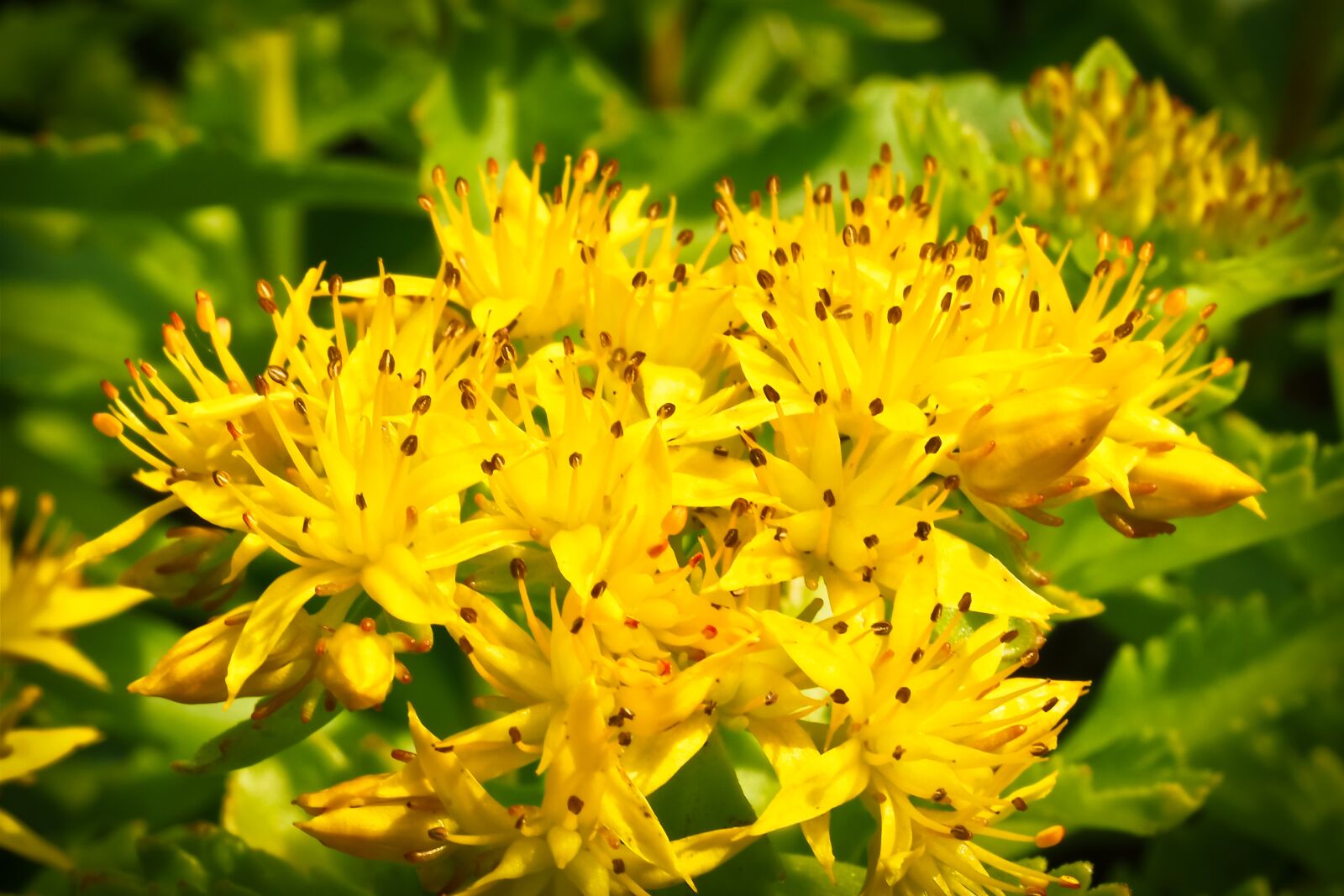 Olympus OM-D E-M10 sample photo. Flower, blossom, bloom photography