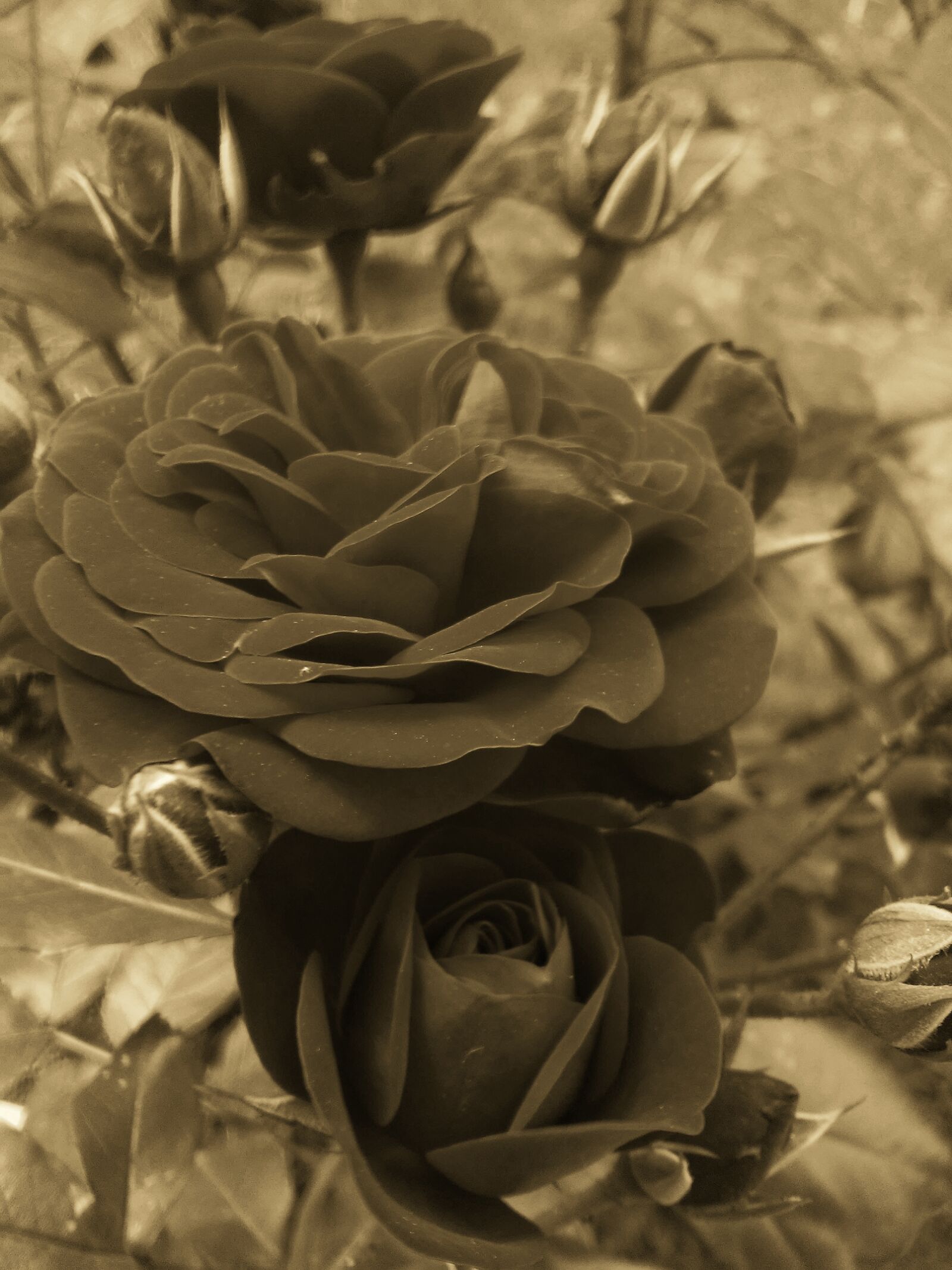 LG L Fino sample photo. Roses photography