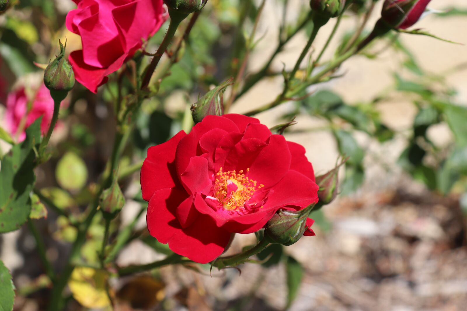 Canon EOS 800D (EOS Rebel T7i / EOS Kiss X9i) sample photo. Pink, roses, flowering shrubs photography
