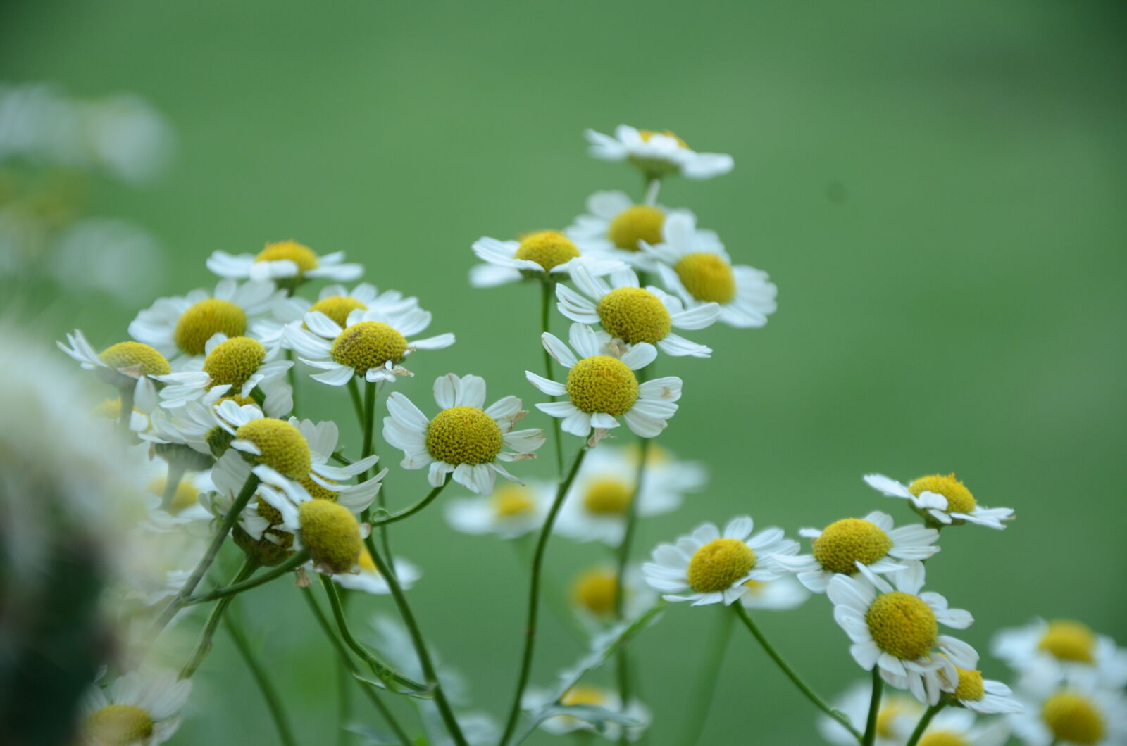 Nikon D7000 sample photo. Bloom, blooming, blossom, blur photography