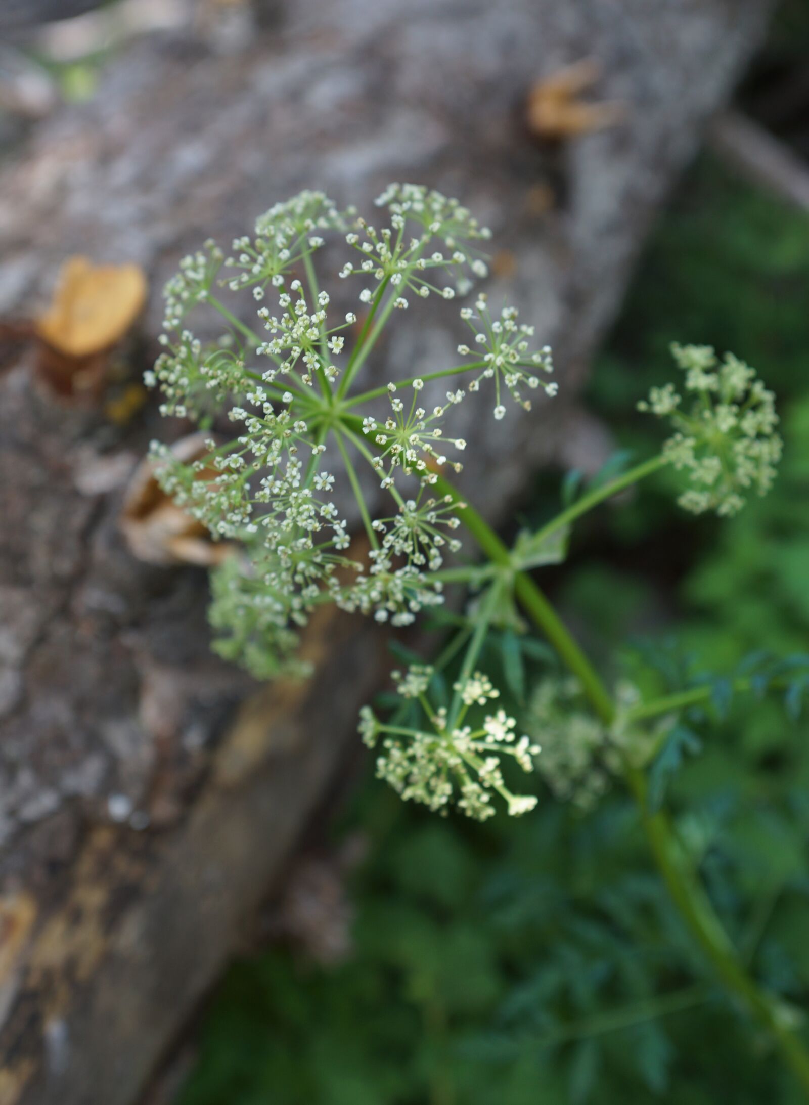 Sony SLT-A65 (SLT-A65V) sample photo. Wildflower, white, bloom photography