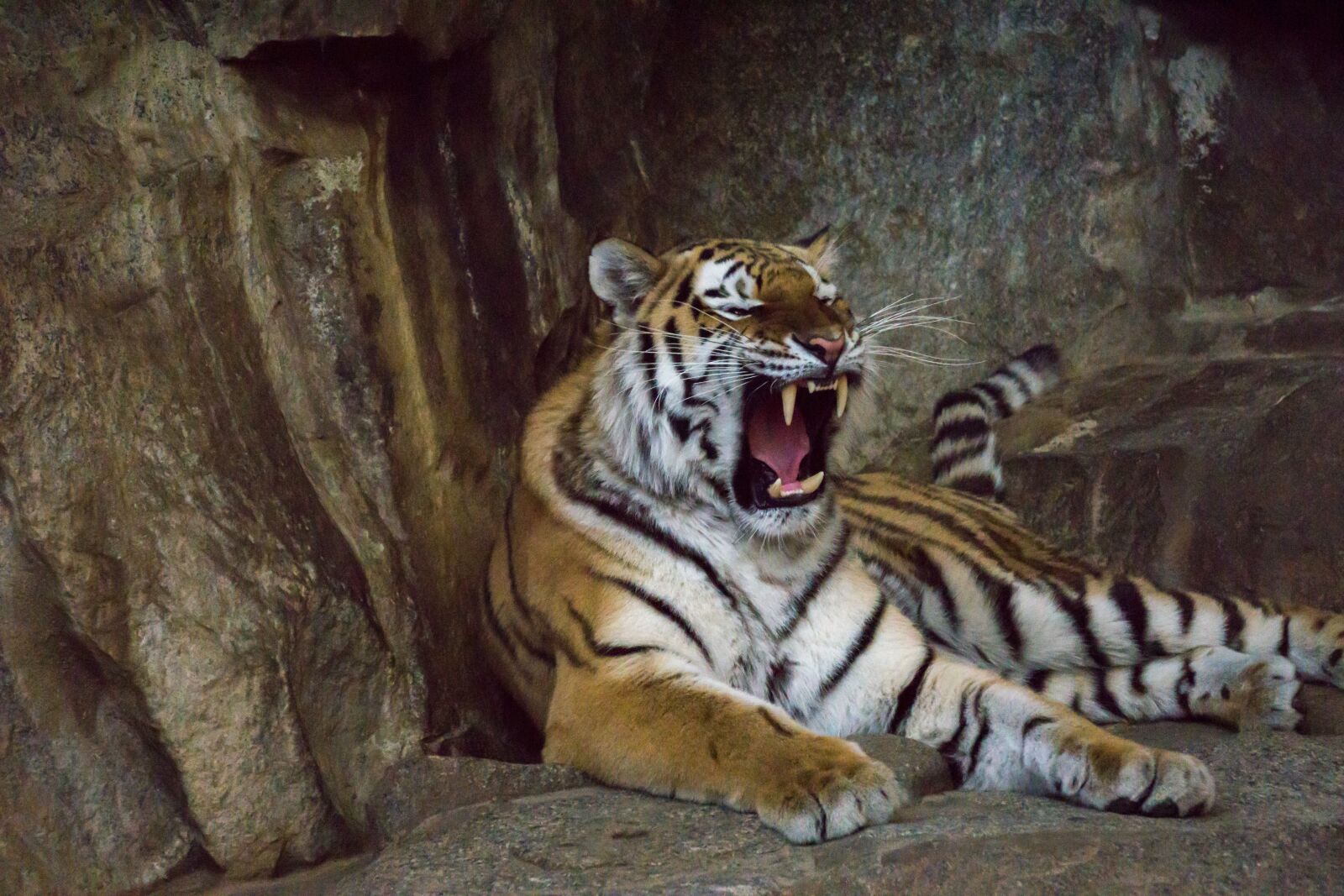 Sony E 55-210mm F4.5-6.3 OSS sample photo. Tiger, predator, tooth photography