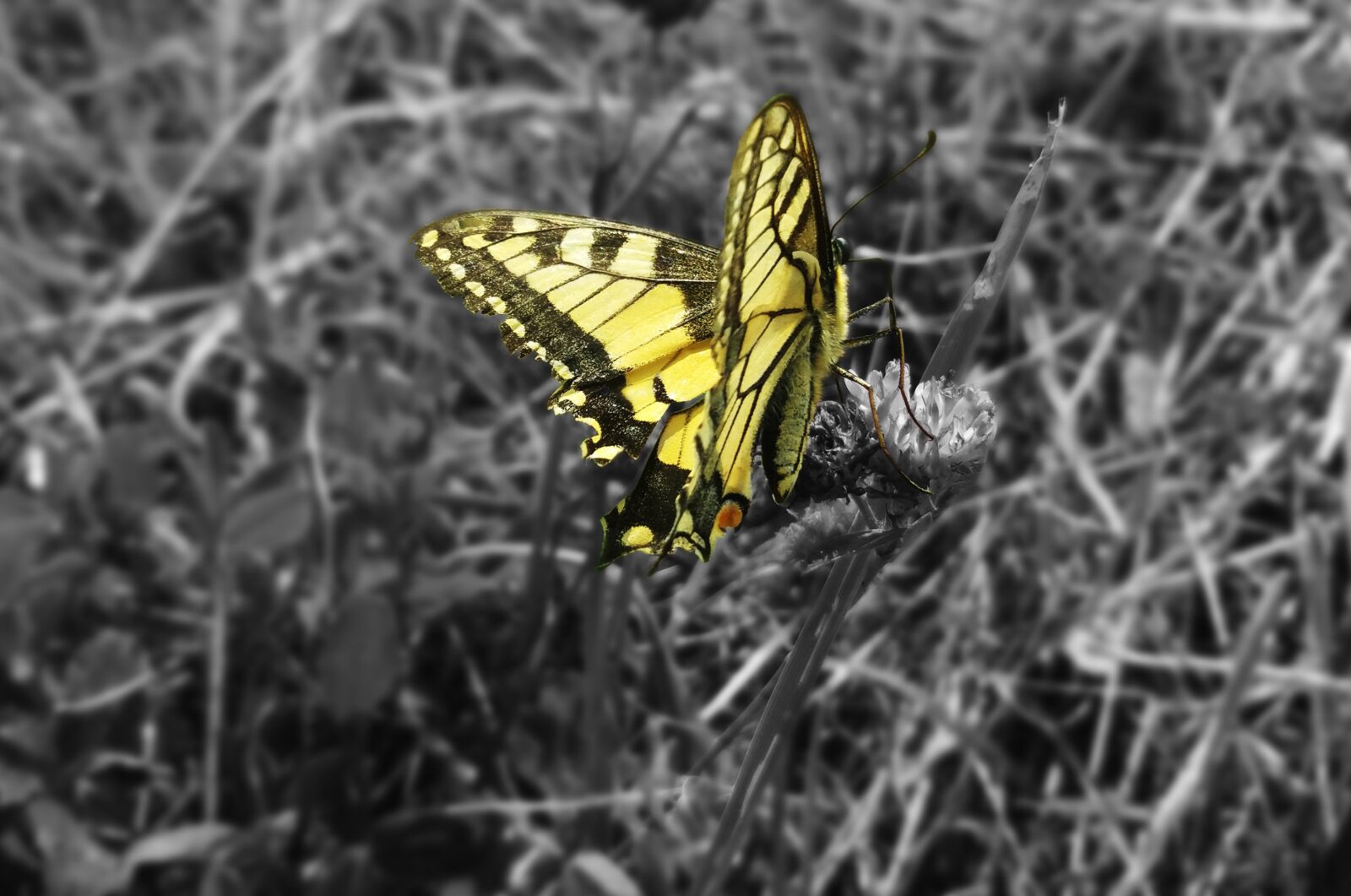 Samsung Galaxy J5 sample photo. Butterfly, dovetail, insect photography