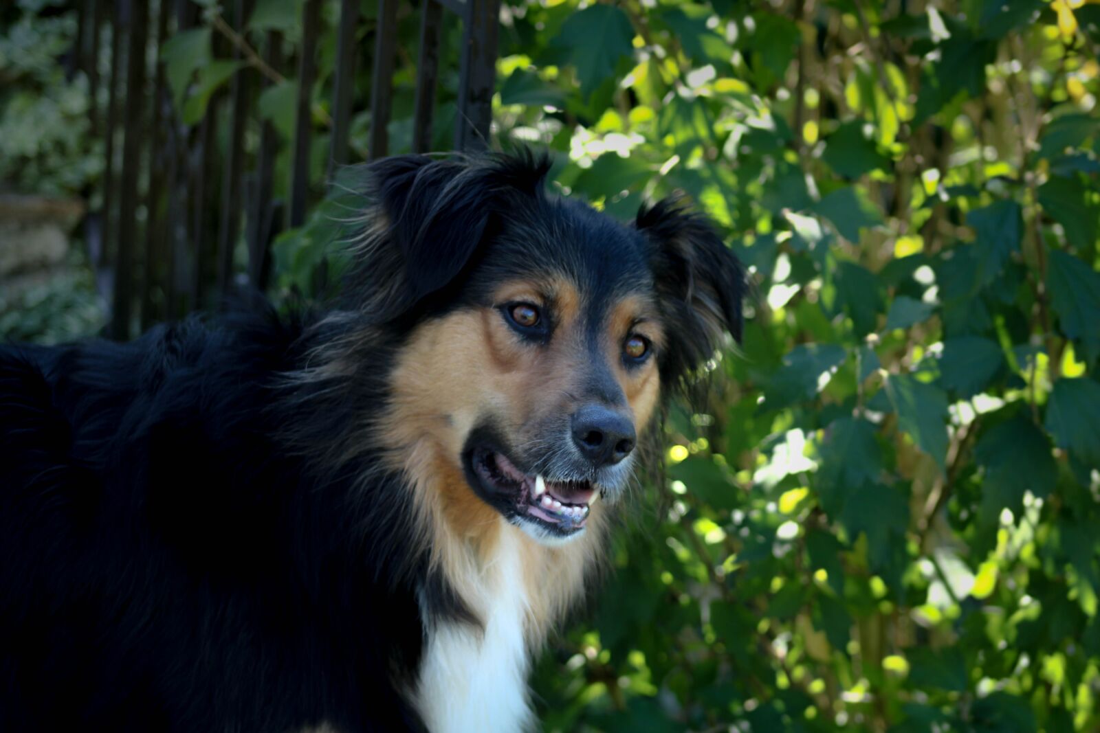 Canon EOS 2000D (EOS Rebel T7 / EOS Kiss X90 / EOS 1500D) sample photo. Dog, green, cute photography