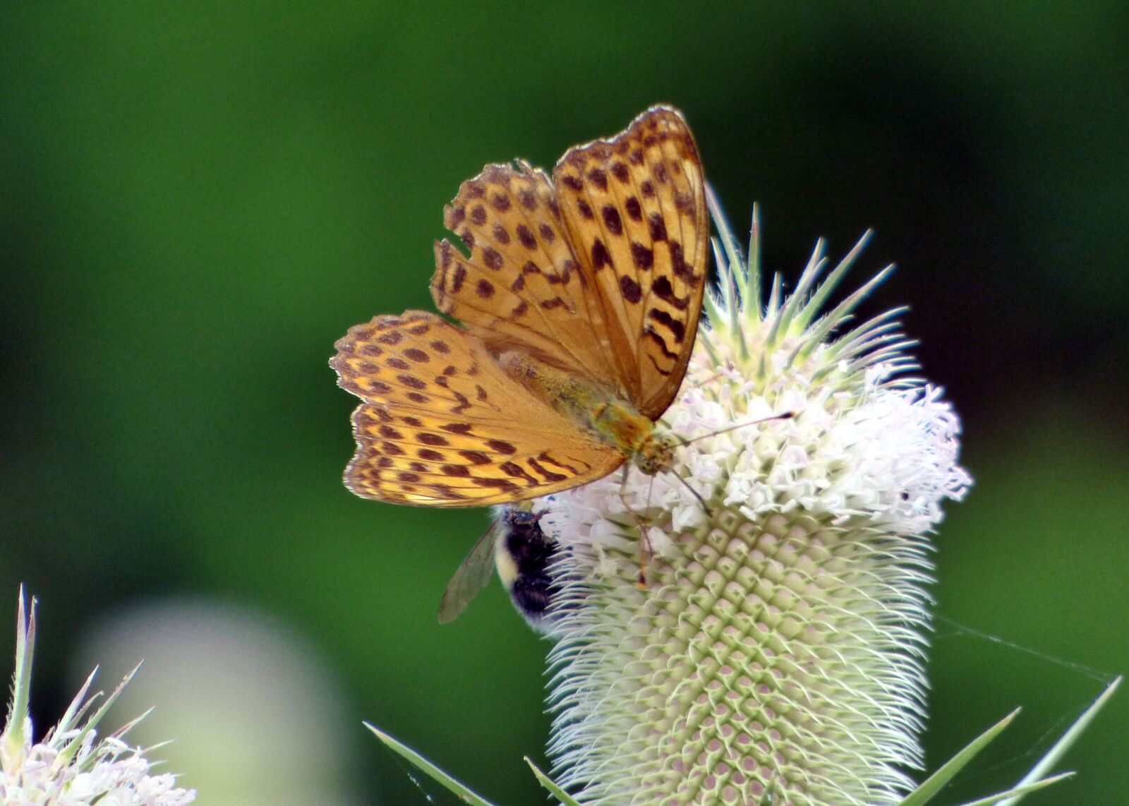 Panasonic DMC-FZ72 sample photo. Thistle, butterfly, antennas photography